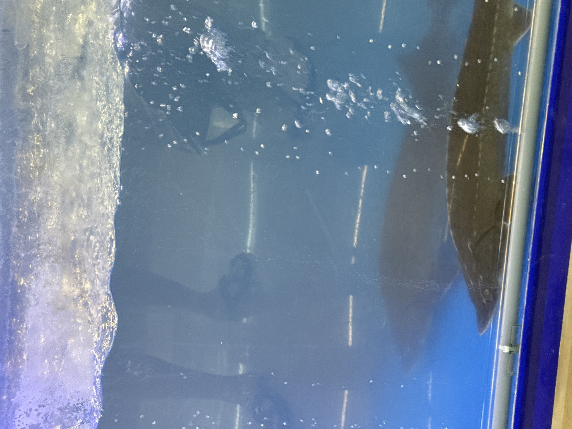 The image shows the interior of an aquarium. The left side of the image is blurred and partially obscured with what appears to be a turbulent edge of the aquarium or possibly a filter. The center of the image shows water with visible bubbles and what seems to be a blurry reflection of a person. On the right, a dark, pointed shape is visible, most likely a fish pressing against the glass. A blue plastic frame surrounds the aquarium's glass. The location of the image is Tay Nha Trang Ward, Vietnam, but no further details can be observed to confirm this.