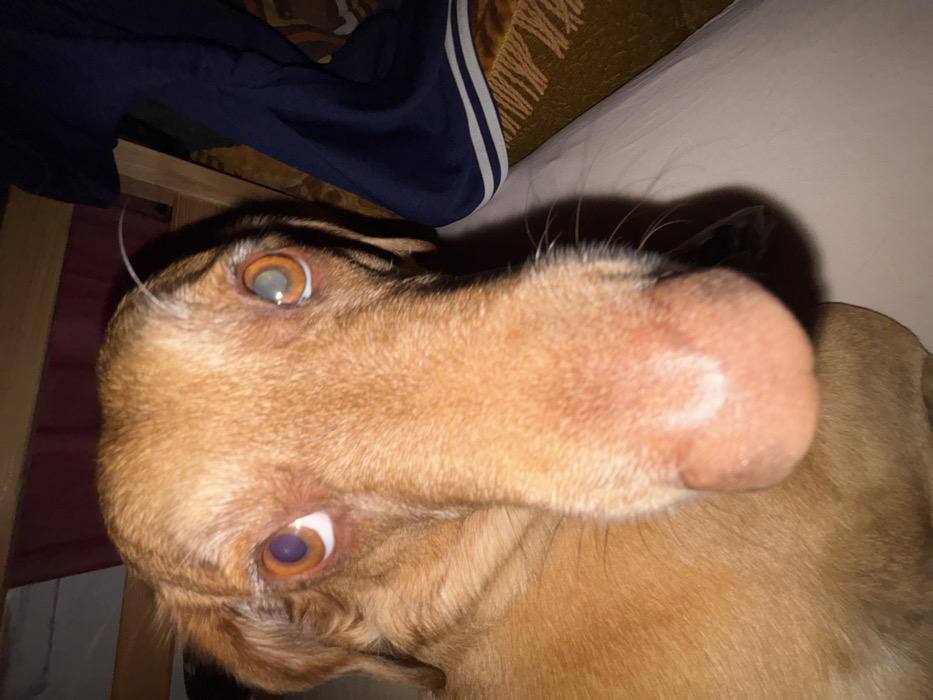 A close-up, head-on portrait depicts a reddish-brown domestic dog situated indoors within a residence in Sofia, Bulgaria. The dog's prominent snout, featuring a wet, pinkish nose with a lighter, crescent-shaped mark on its superior aspect, occupies the foreground. Its amber-colored eyes directly face the camera; the left eye (dog's right) appears clear with a visible pupil, while the right eye (dog's left) exhibits a distinct grayish-white opacity over the pupil, consistent with a cataract. A fine, pale filament, possibly a hair or thread, extends from the fur above the dog's right eye. The dimly lit background reveals elements of domestic furnishings, including a wooden structure, partially obscured draped textiles, a dark blue garment with a white striped cuff, and patterned fabric in hues of brown and orange. No human subjects are visible within the frame.