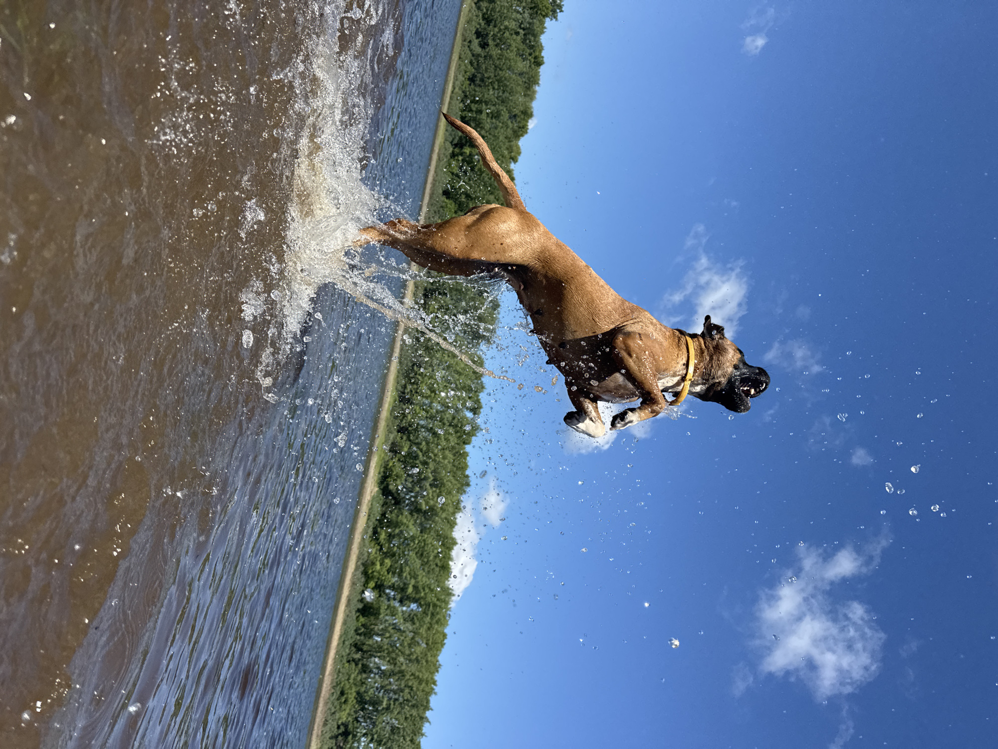 A brown boxer dog is captured mid-air, leaping out of murky water with water splashing around its body. The dog is wearing a yellow collar and its mouth is open. The background shows a calm body of water, a tree line, and a clear blue sky with a few clouds. This scene appears to be taking place at the Kama River embankment in Chaikovsky, Russia, a popular recreational area known for its natural beauty.