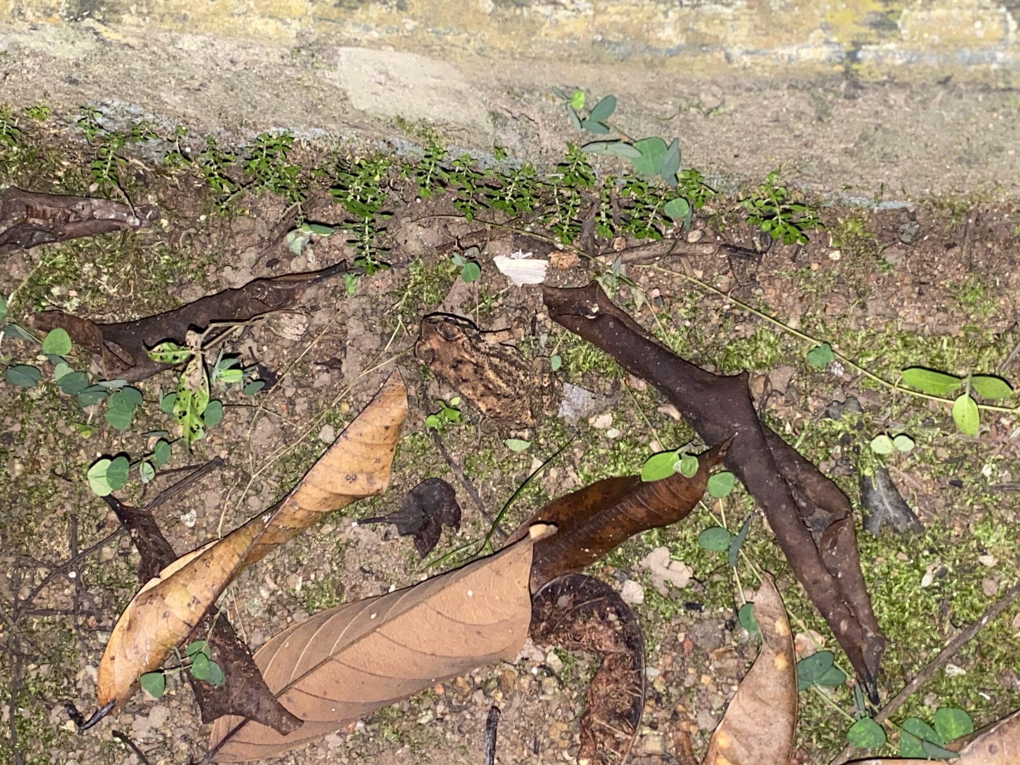 The image captures a close-up, overhead view of a terrestrial environment, likely on the ground near a textured, light-colored wall or embankment. The scene is dominated by organic elements, including fallen brown leaves in various states of decay, scattered twigs, and patches of vibrant green moss interspersed with small, delicate green plants. The ground itself appears to be a mix of soil and small stones.
The central subject is a small, camouflaged frog, blending in with the earthy tones of its surroundings. Its skin has a mottled brown and tan pattern, typical of creatures that inhabit forest floors or similar environments. The frog appears to be in a resting or still posture, its body low to the ground.
Several larger, dried leaves are prominent in the foreground and midground, some curled and others relatively flat. Dark, woody twigs, some appearing thicker than others, are also scattered throughout the frame, adding to the natural, somewhat unkempt appearance of the setting. Small, vibrant green plants with clover-like leaves sprout in various spots, contrasting with the browns and grays. A small piece of white debris, possibly paper or plastic, is visible near the center of the image, a subtle intrusion of man-made material into the natural scene.
The lighting suggests it might be dusk or dawn, or perhaps an overcast day, as the light is somewhat diffused and there are no harsh shadows. The overall mood is one of natural stillness and quiet. The location context of Banjarbaru, Indonesia, implies a tropical or subtropical setting, which aligns with the presence of moss and lush green vegetation. There is no visible text in the image.