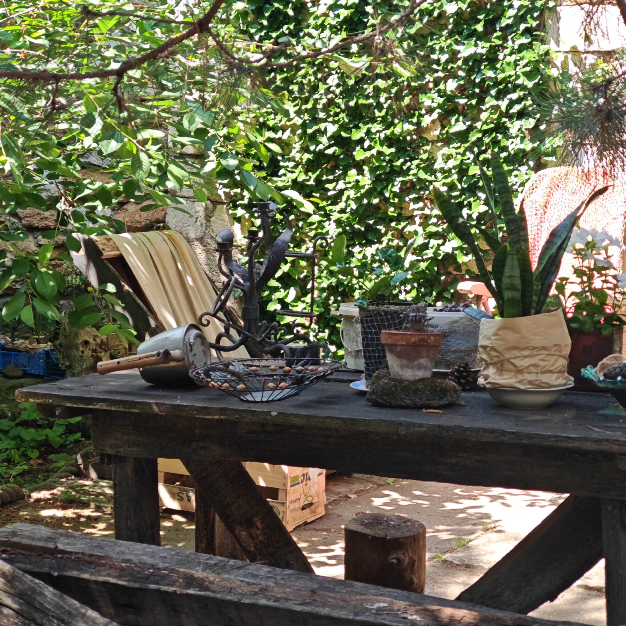 The image depicts a rustic outdoor setting, likely a garden or courtyard, within Останинское сельское поселение, Ukraine. In the foreground, a sturdy, dark-stained wooden table occupies the lower half of the frame. Its surface is adorned with various objects. From left to right, these include a silver-colored metal pot with a wooden handle, a dark, ornate metal candelabra or sculptural piece, and a black wire mesh bowl containing light-colored spherical objects. Further to the right are a partially obscured white container wrapped in a black mesh bag, a small terracotta pot with a plant, a pine cone, and a Sansevieria (snake plant) in a pot wrapped in crumpled brown paper, resting in a white saucer. A portion of a blue-green decorative dish with a rounded object is visible on the far right.
Under the table, wooden support beams are visible, along with two cut wooden stumps acting as possible seats or supports. On the ground beneath the table, a cardboard box with partial text (e.g., "AS", "ic") is present. The ground itself is composed of concrete or packed dirt, exhibiting dappled sunlight and shadows from overhead foliage. A dark wooden railing or bench partially crosses the very bottom of the image.
The background features dense green foliage. On the left, a stone wall is partially covered with broad-leafed plants, and a light-colored fabric draped over a wooden structure is visible. A blue plastic crate containing green plants is situated below this area. The central background is dominated by a vibrant green, densely grown ivy-covered wall. To the right of the ivy wall, a reddish-orange woven or mesh material is visible, possibly a screen or part of a structure, with white flowers in a dark pot in front of it. Overhead, tree branches with both broad leaves and needle-like foliage (possibly pine) cast shadows, contributing to the bright, sunlit outdoor ambiance. No people are present in the scene.