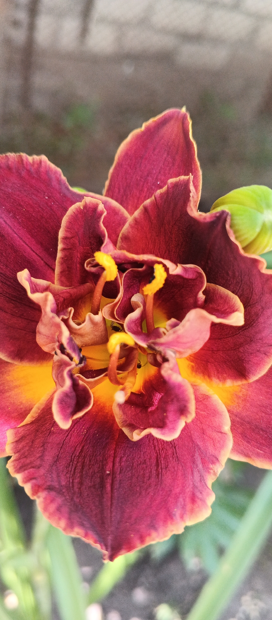 This is a close-up, vertical, outdoor shot of a dark red daylily with a yellow throat. The flower has ruffled petals with a lighter, ruffled edge. In the center of the flower, yellow stamen are visible. There are several small, dark insects on the flower, possibly ants. To the right of the flower, a green bud is visible. The background is blurred and appears to be a garden with brown soil and green foliage. The image was taken in the city of Smila, Ukraine.