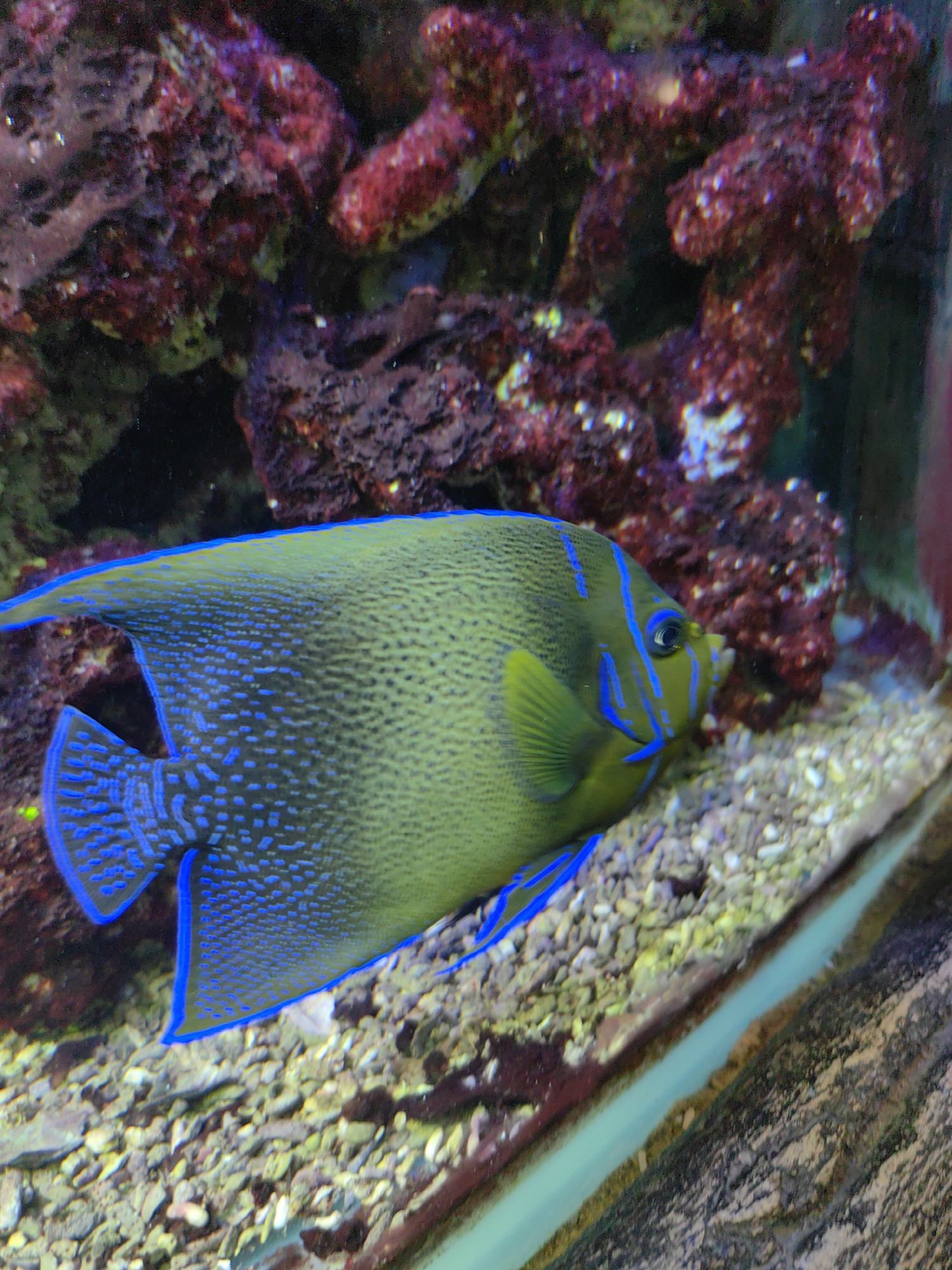 A freshwater angelfish with green and blue markings swims in an aquarium. The fish's body is predominantly green with small blue dots and blue stripes on its face and fins. The angelfish is positioned in the center of the frame, facing right. Behind the fish, there is a cluster of reddish-brown coral and a gravelly substrate at the bottom of the tank. The lighting is dim, typical of an aquarium environment.