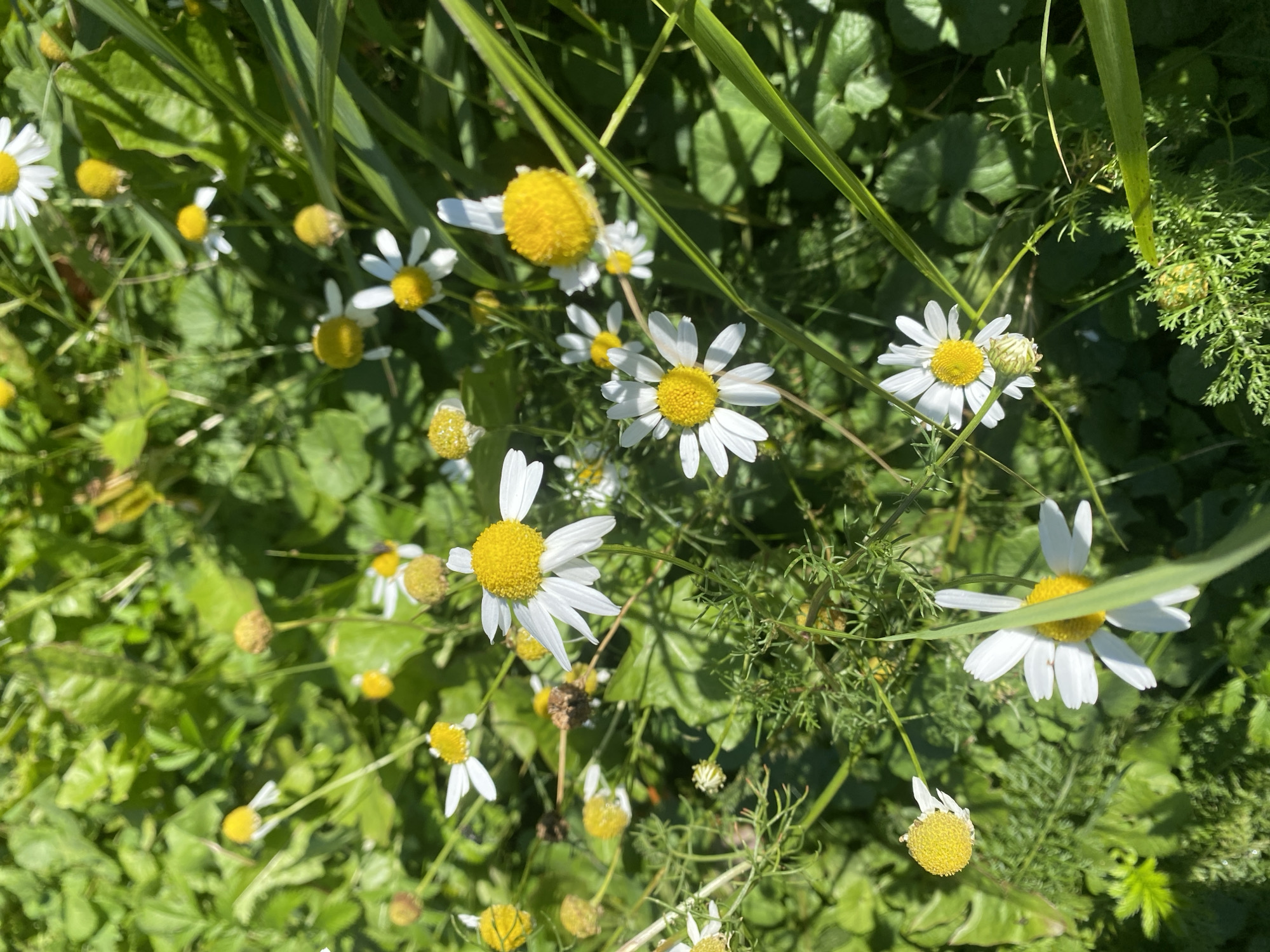 The image depicts a close-up, overhead view of a patch of chamomile flowers and green foliage in Ivanteyevka, Russia. The flowers are predominantly white with yellow centers, and some are in bloom while others appear to be wilting or budding. The surrounding environment is lush with various green leaves and grass, some of which are long and blade-like, suggesting a natural or uncultivated setting. Sunlight casts shadows on the ground, indicating it is daytime. There are no people or animals visible in the scene.