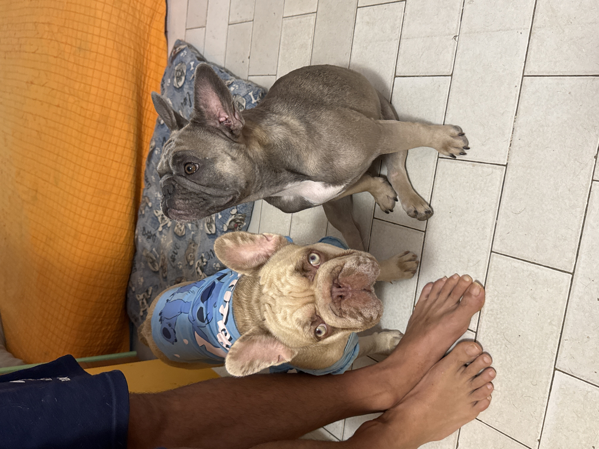 Two French Bulldogs are positioned on a tiled floor in what appears to be an indoor setting. One dog, a lighter fawn color, is wearing a blue shirt with a Stitch cartoon print and is facing the camera directly. The other dog, a darker grey color, is seated to the right of the fawn dog, looking upwards and to its right. A person's legs, wearing dark blue shorts, are visible on the left side of the frame, positioned close to the fawn dog. In the background, there is a textured orange surface and a blue patterned blanket on the floor. The scene is consistent with a domestic environment, possibly a home in San Benedetto del Tronto, Italy, given the tiling and furnishings.