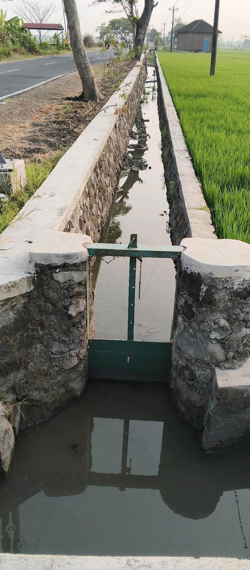 The image depicts a water gate structure at a canal alongside a road and a rice paddy field in Japanan, Indonesia. The canal is lined with stone walls and concrete. A green metal water gate is partially submerged in the canal. The canal flows between the road and the vibrant green rice paddy. In the background, trees, utility poles, and a small building with a dark roof and a blue door are visible. The sky is overcast, suggesting it may be early morning or late afternoon. The overall scene conveys a rural agricultural setting.
