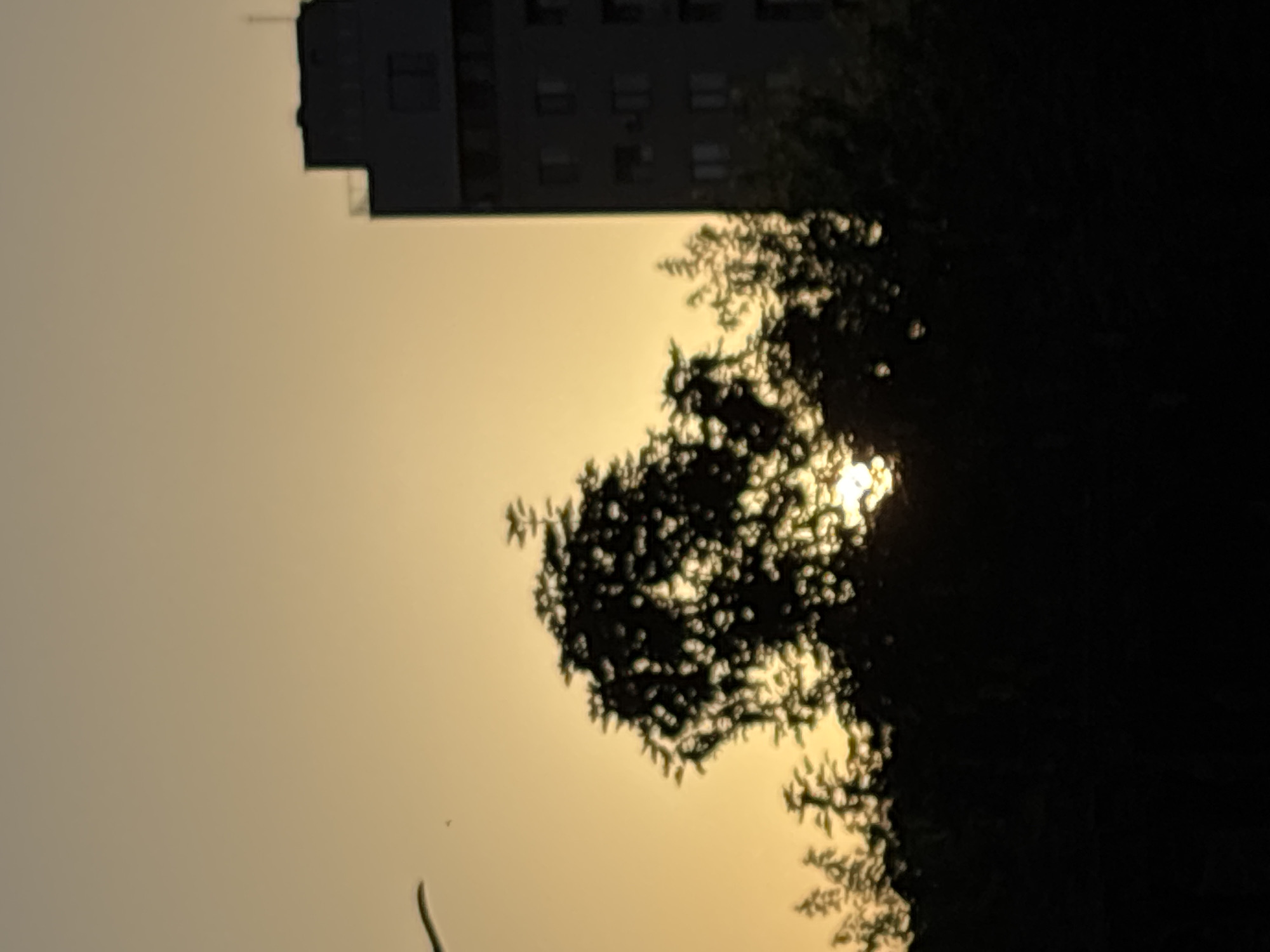 The image depicts a silhouette of trees against a hazy yellow sky, with the sun partially visible behind the foliage. To the right, a dark, rectangular building with multiple windows stands out against the sky. The overall scene suggests an urban environment during twilight or a hazy day. The image is vertically oriented.