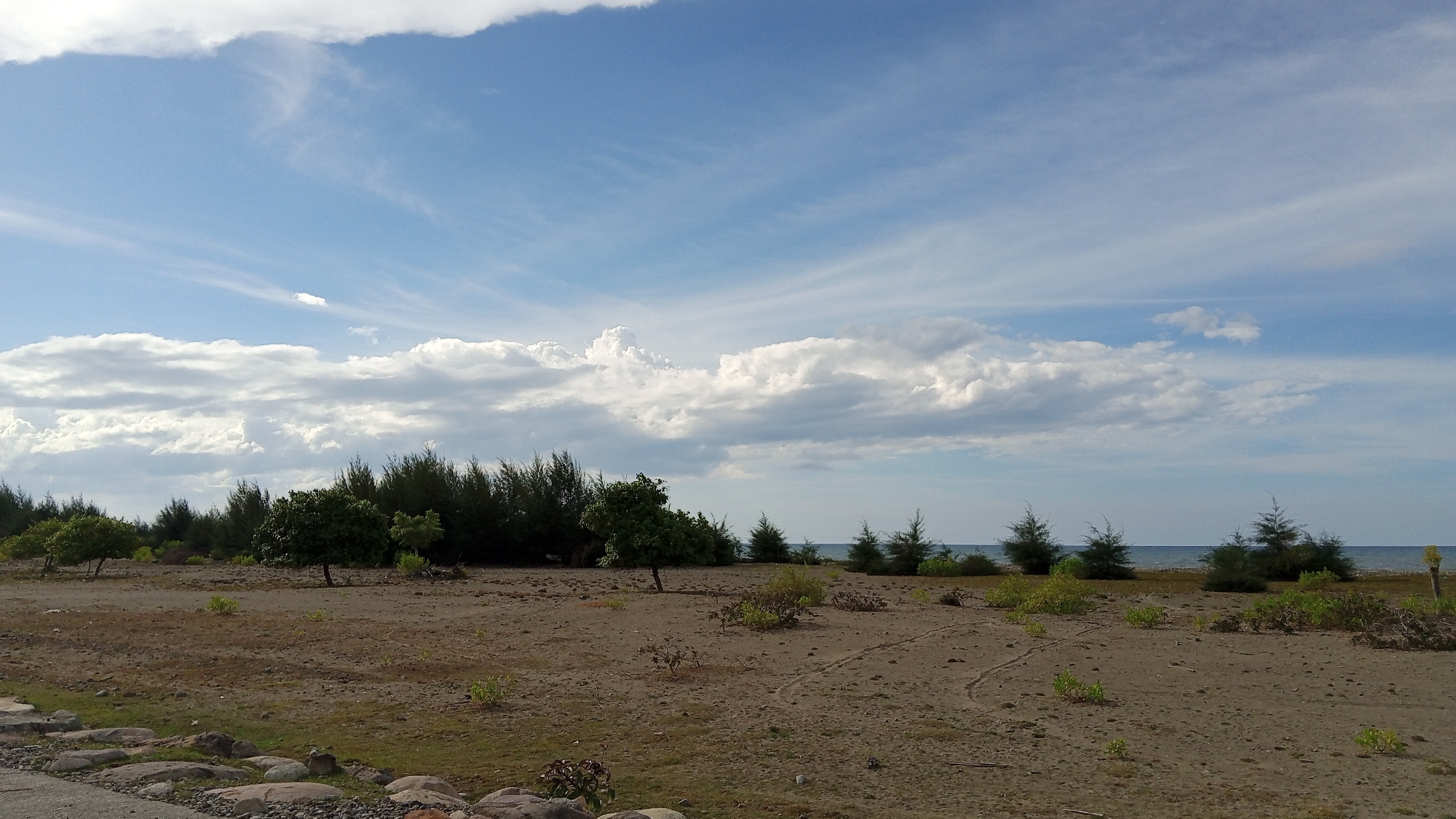 The image depicts a coastal landscape in Pusong, Indonesia, under a bright, cloudy sky. The foreground consists of dry, sandy terrain dotted with small green plants and scattered rocks. A paved surface with rocks is visible in the lower left corner, suggesting a road or path. In the middle ground, a line of trees, predominantly evergreens, forms a dense backdrop. Several smaller, deciduous trees with green foliage are scattered in front of this line. The background features the calm, blue sea meeting the horizon. The sky is a mixture of blue patches and various types of clouds, including wispy cirrus and larger cumulus formations, indicating fair weather. There are no people or animals visible in the scene.