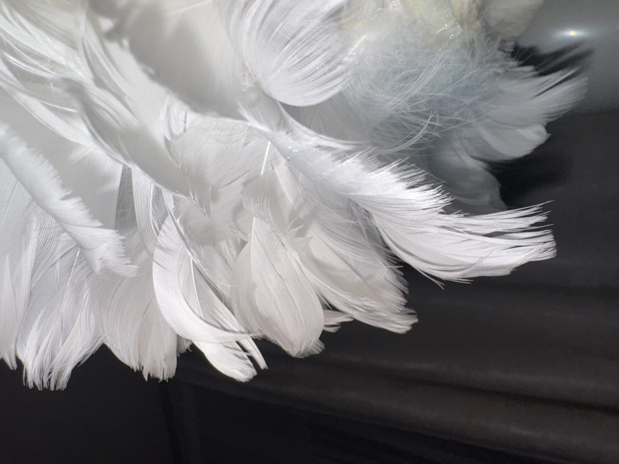 The image shows a cluster of white feathers against a dark, reflective surface. The feathers are arranged in layers, with some appearing more defined and others softer and blurred. There are no people visible in the image, nor any indicators of a specific location such as Chaikovsky, Russia. The environment is a close-up studio setting, with the feathers being the primary subject. There are no visible actions or interactions occurring.