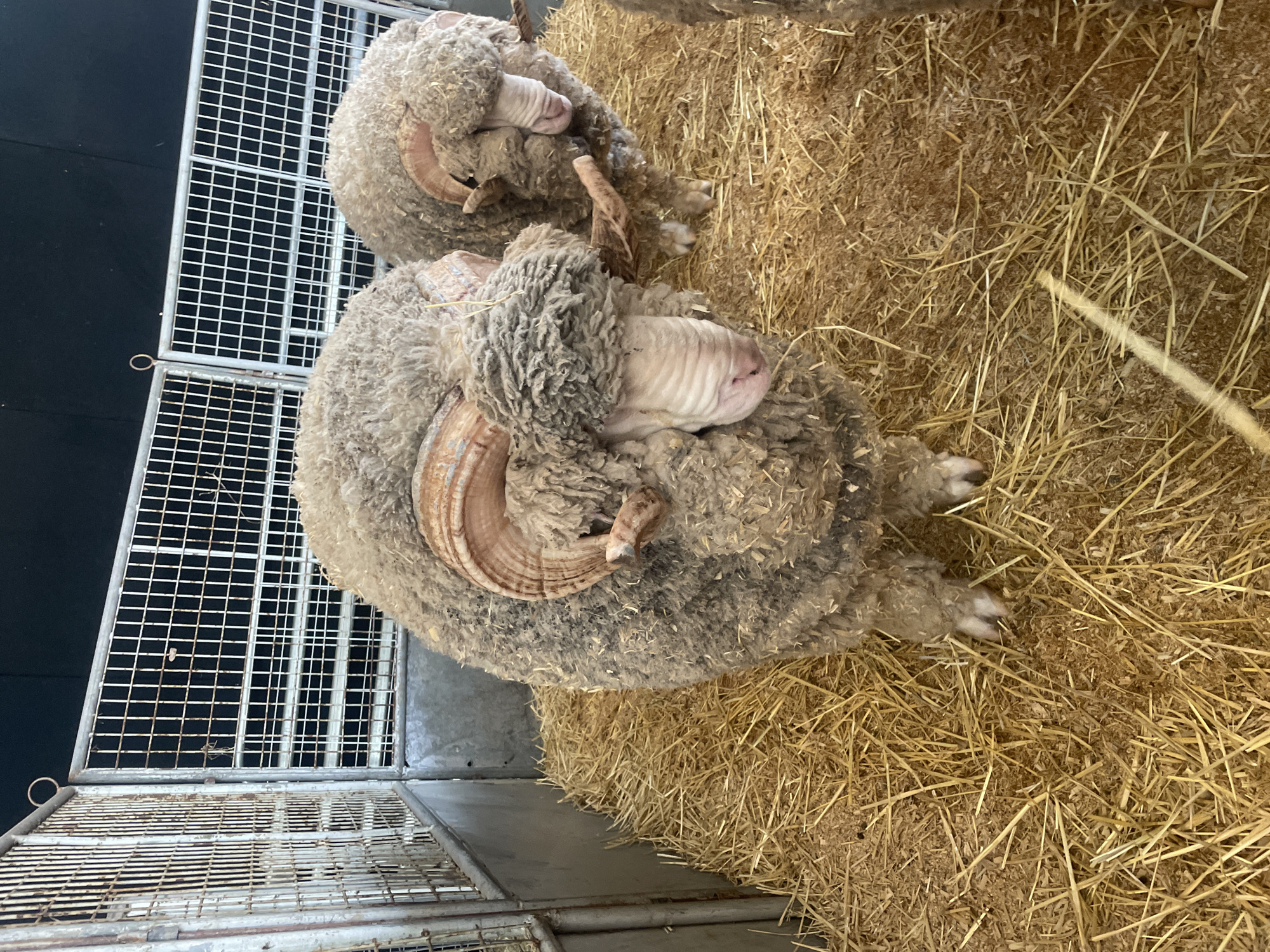 Two Merino sheep with large, curled horns are standing in a pen filled with straw and wood shavings. The sheep are light brown and fluffy, with their faces covered in wool. The pen is made of metal bars and has a concrete floor visible in some areas. The background is dark, with a black wall and metal fencing. The image appears to have been taken indoors, possibly at an agricultural show or farm. The location is identified as Bowen Hills, Australia, though there are no specific landmarks or indicators in the image to confirm this.