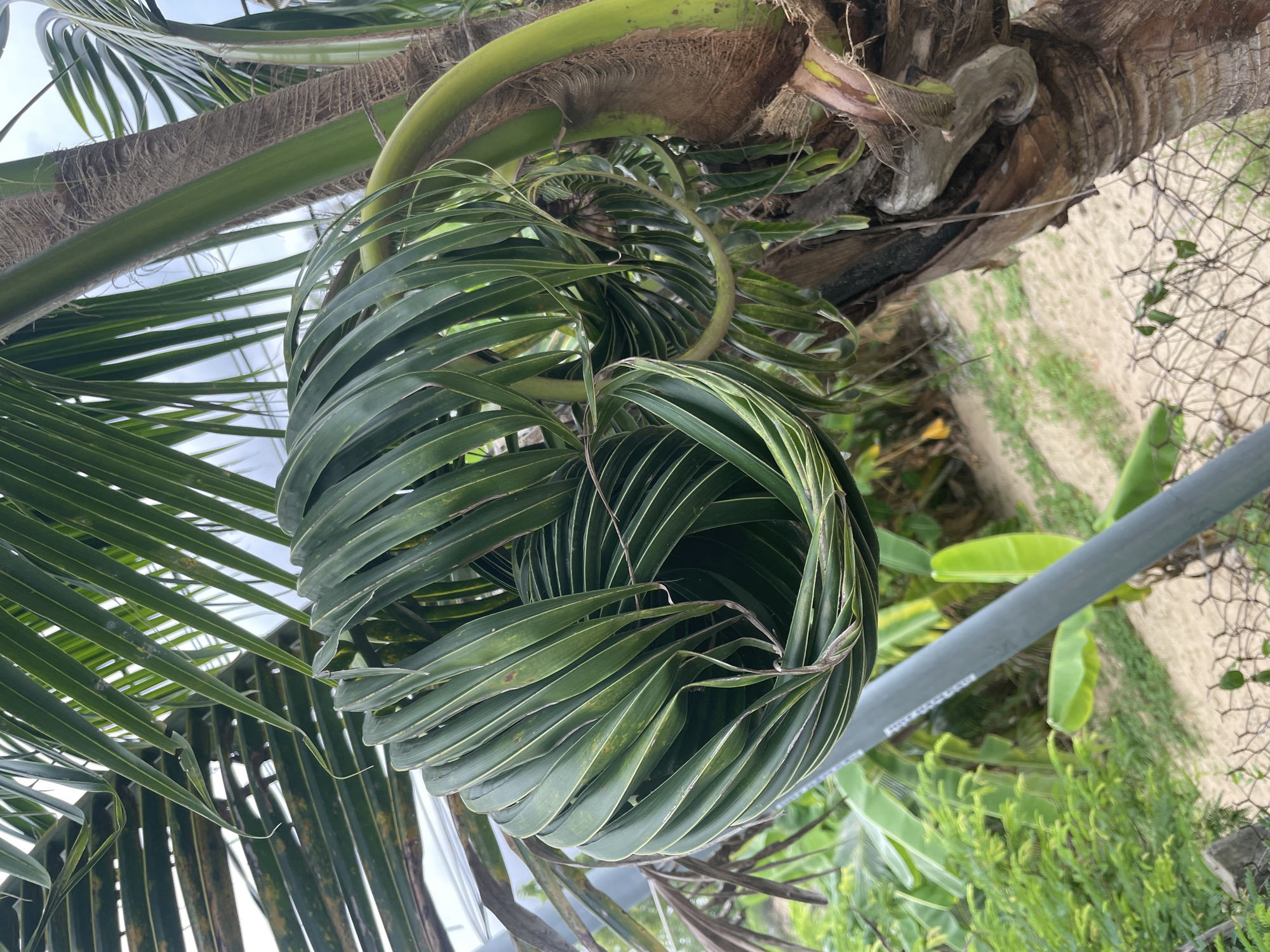 The image shows a close-up view of a coconut palm tree with its fronds. A spiral of green coconut fronds is prominently featured in the foreground, creating a swirling pattern. The trunk of the palm tree is visible to the right, with its rough, fibrous texture. In the background, lush green vegetation, including banana leaves, is visible, along with a sandy area and a chain-link fence. A gray metal pole is also present in the scene, partially obscuring the fronds. The overall environment suggests a tropical or subtropical location. The image is taken at an angle that emphasizes the natural patterns and textures of the palm tree and its surroundings.