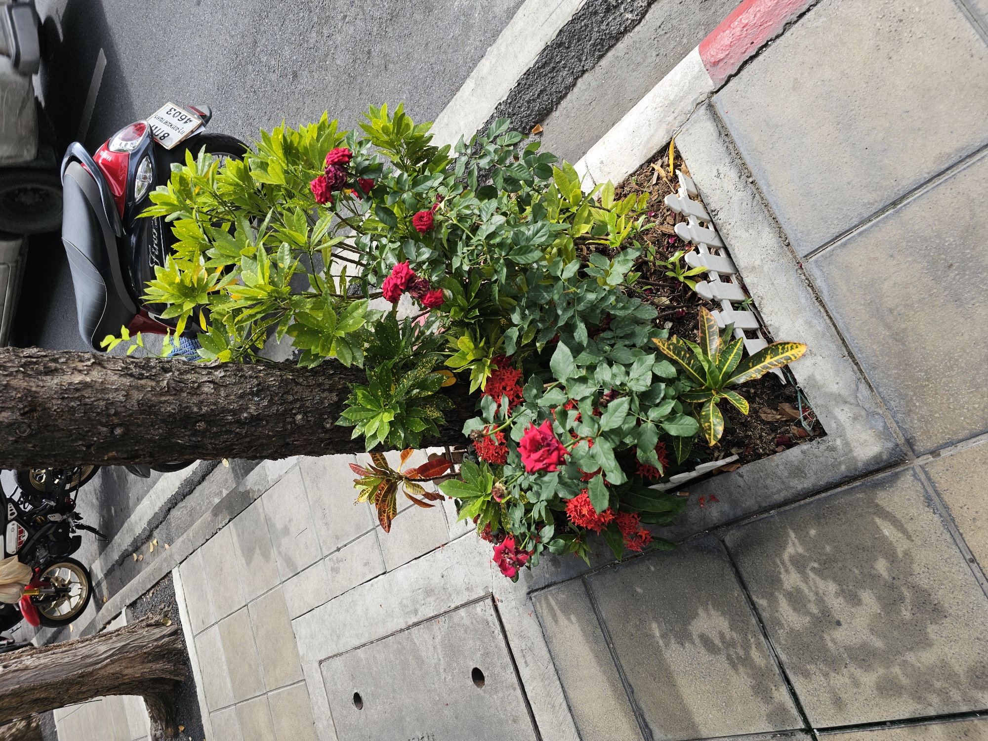 In Bangkok, Thailand, a tree stands on a concrete sidewalk next to a street. The sidewalk is paved with square tiles, some of which are wet, creating abstract patterns of light and shadow. A small, white picket fence encloses a planter box at the base of the tree. Inside the planter, a variety of plants are growing, including bright red ixora flowers and deep red roses. Behind the planter, a red and black motorcycle is parked on the street. The motorcycle has a license plate with Thai characters and the number "4603". The street is paved with asphalt and has a painted white line. The scene is illuminated by daylight.