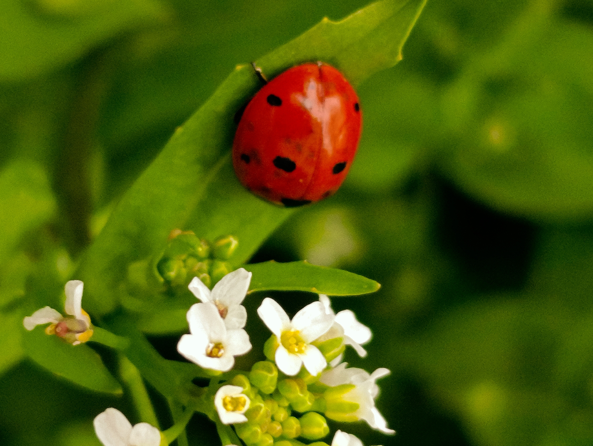 A close-up photograph shows a ladybug resting on a green leaf next to a cluster of small white flowers. The ladybug is red with black spots. The background is blurred and green, suggesting foliage. The location, Kardzhali, Bulgaria, is not evident from the image.