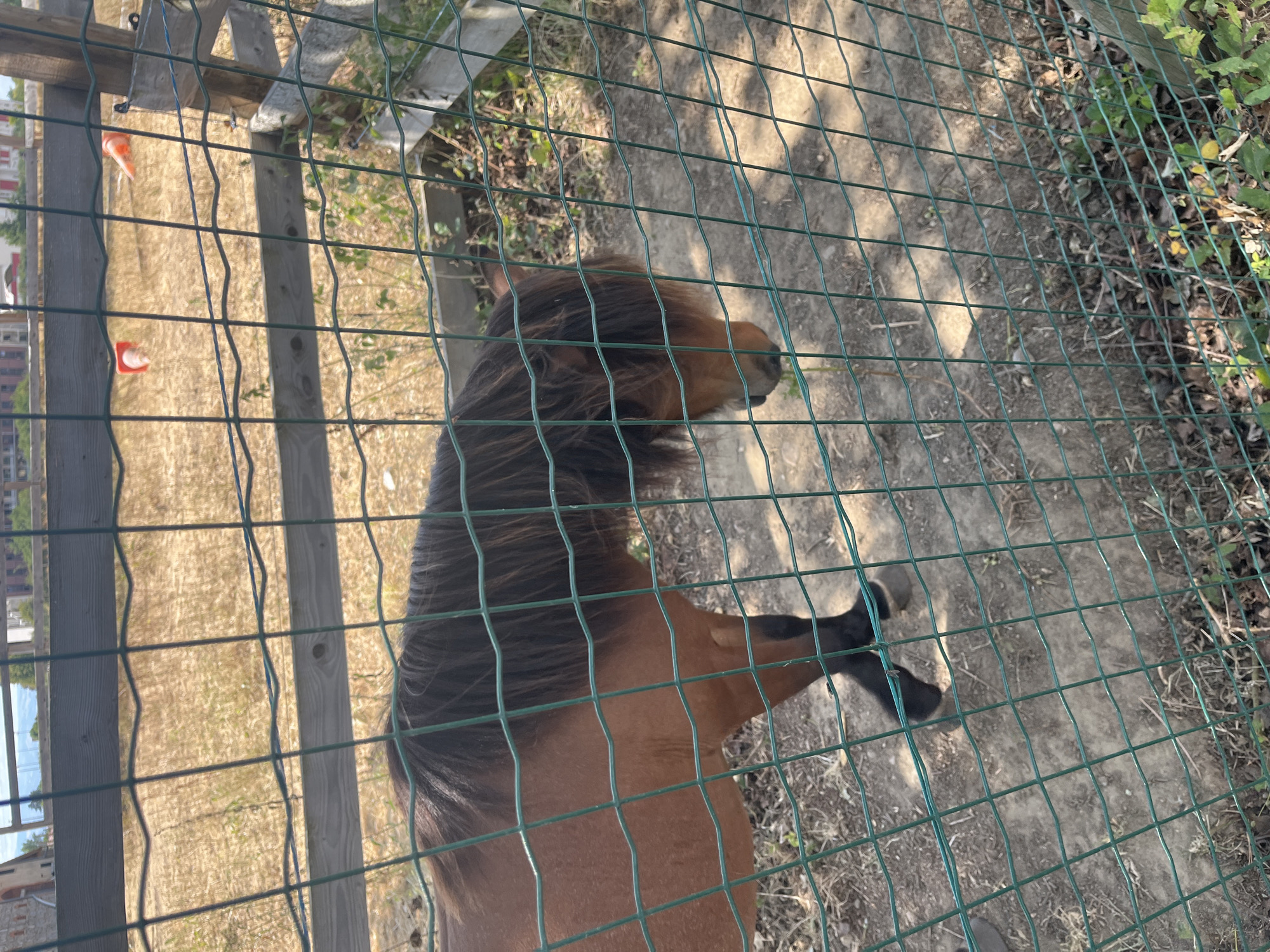 A small, brown horse with a dark mane stands in an enclosure in Saint-Galmier, France. The horse is partially obscured by a green wire fence in the foreground. The enclosure appears to be a pen with a dirt ground and dry, yellowed grass in the background. A wooden fence surrounds the enclosure, and in the distance, a few buildings and trees are visible. Two orange traffic cones are placed in the background of the enclosure. The sun is shining, casting shadows on the ground.