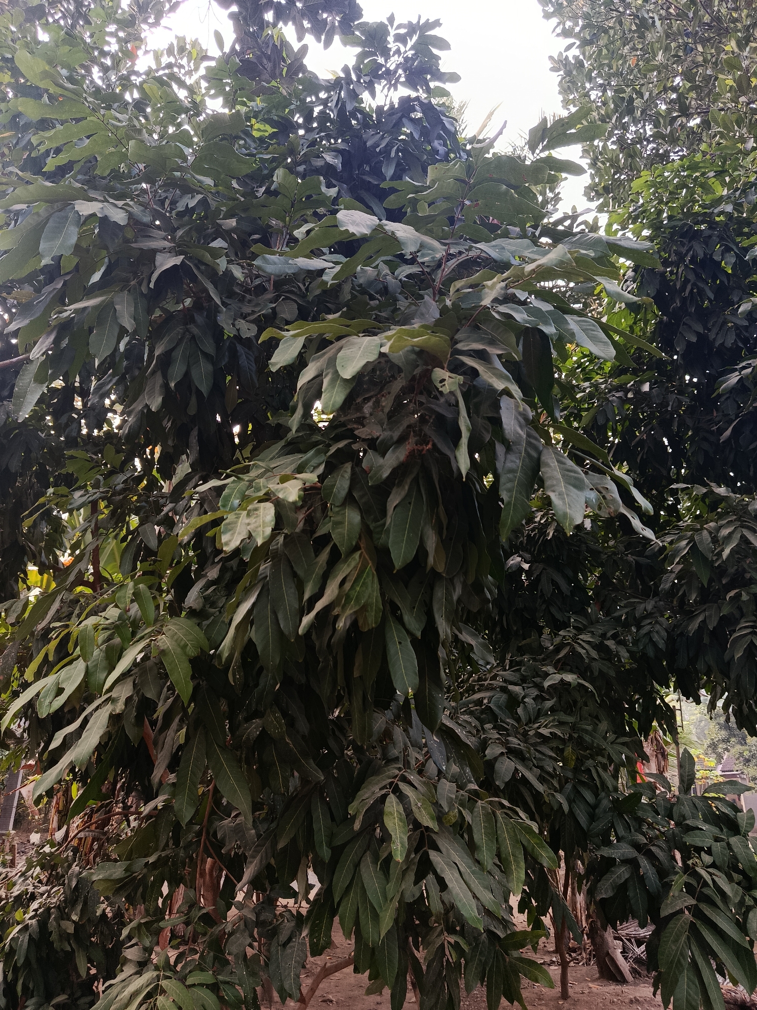 A low-angle, vertical shot captures the dense foliage of a large tree in Sedayu, Indonesia. The tree's branches are heavy with elongated, deep green leaves, some of which show signs of wear and tear, with small holes or torn edges. The leaves are arranged in clusters, creating a thick canopy that obscures much of the background. Sunlight filters through the leaves, creating dappled light and shadow effects. The trunk and branches of the tree are visible in places, appearing rough and textured. The ground beneath the tree is covered in dry soil and scattered leaves. In the background, other trees and vegetation are visible, suggesting a natural or semi-natural environment within the city. There are no people or animals present in the image.