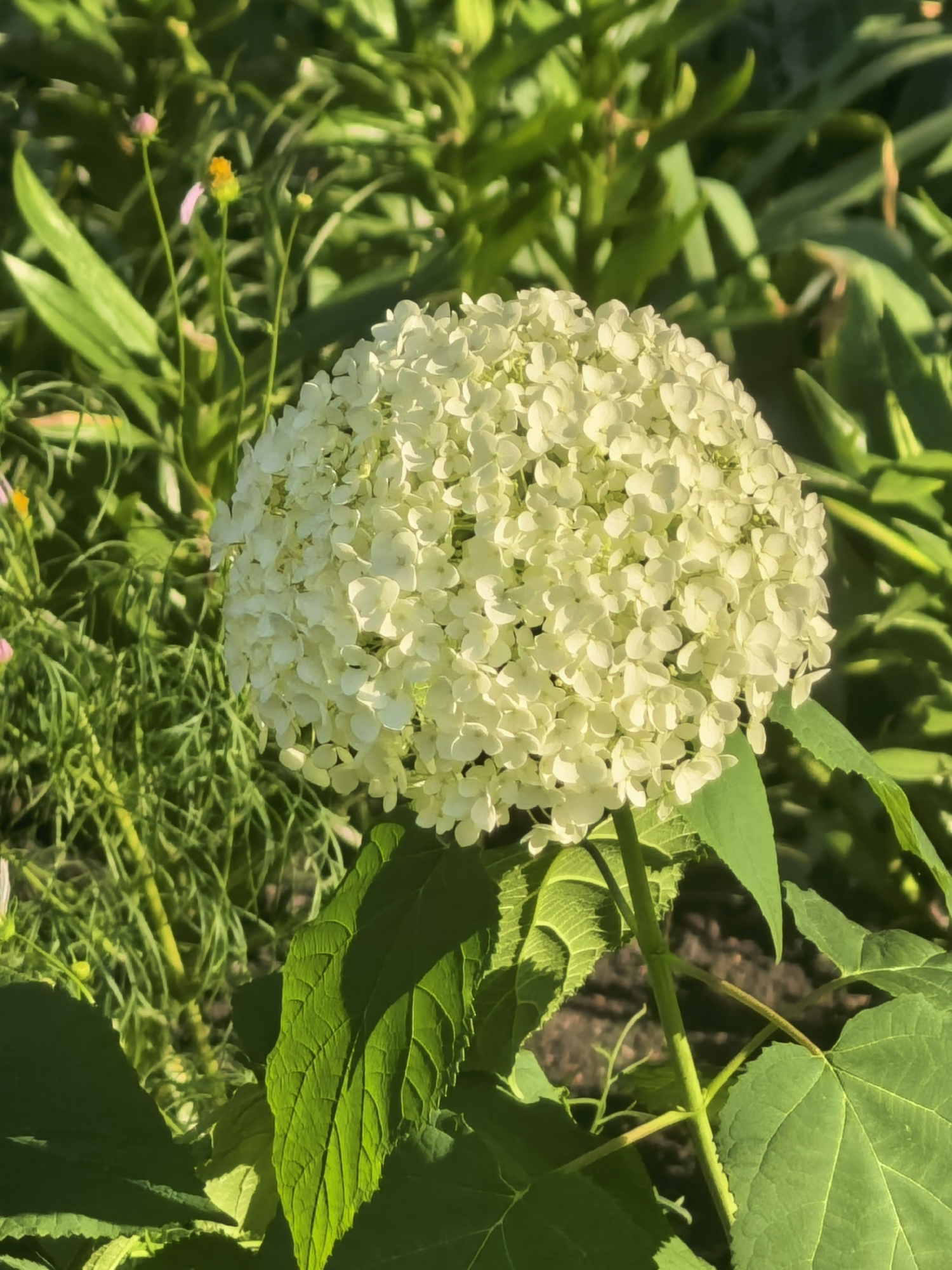 A close-up, eye-level shot focuses on a large, spherical white hydrangea bloom. The bloom is composed of numerous small, delicate florets and is positioned slightly to the right of the center. Behind the hydrangea, a dense background of lush green foliage creates a natural, garden-like setting. The lighting suggests it is daytime, with sunlight casting shadows and highlighting the textures of the petals and leaves. There is no indication of human presence or any specific urban environment; therefore, pinpointing its location within Sterlitamak, Russia, is not possible based on the visual information provided.