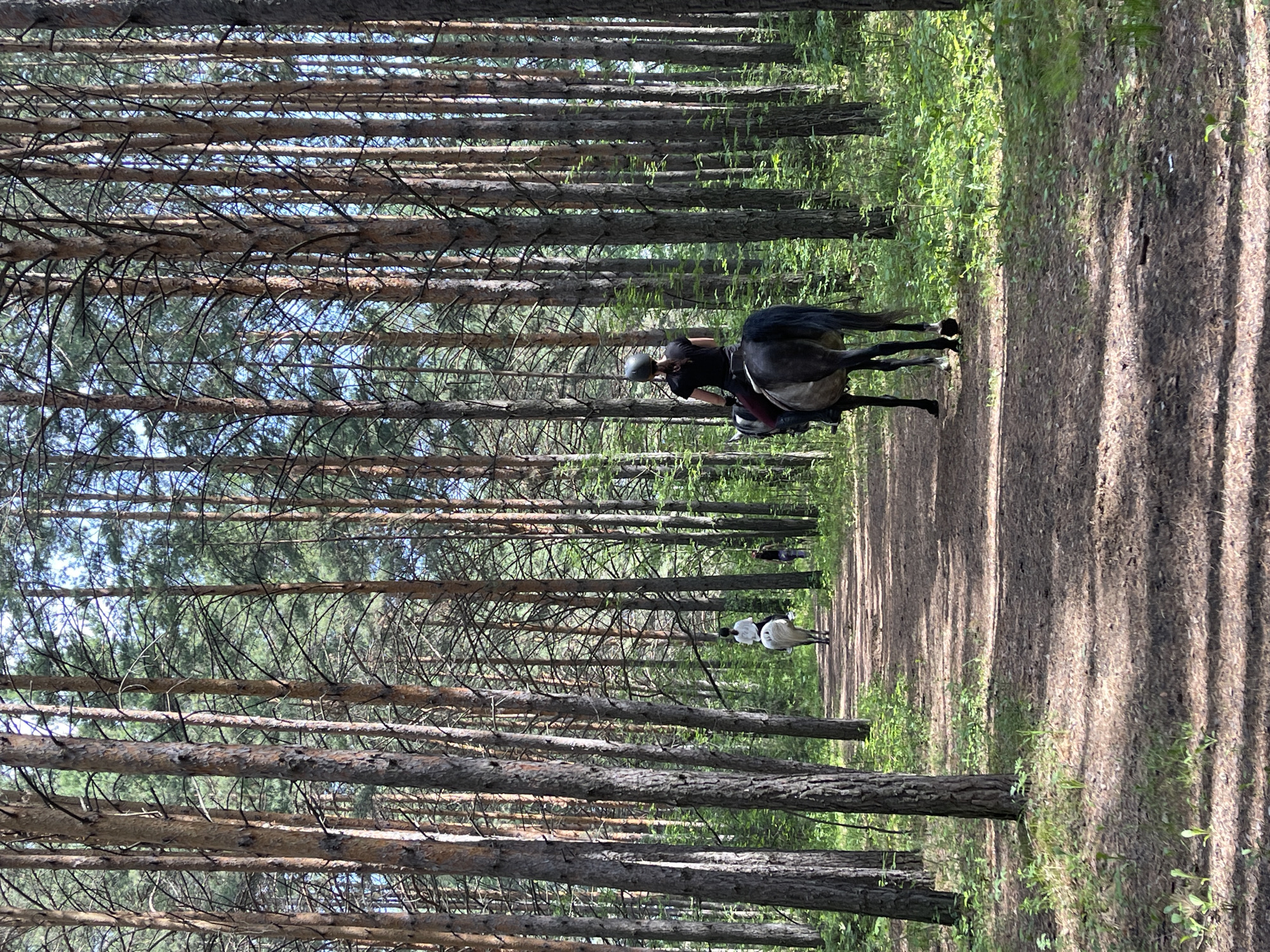 In Miniino, Russia, two individuals are horseback riding on a dirt path through a dense pine forest. The rider in the foreground is on a dark gray horse, wearing a black helmet and black shirt. The rider in the background is on a white horse, wearing a white shirt. The path is lined with tall pine trees, and sunlight filters through the canopy, casting dappled shadows on the ground. The overall scene depicts a peaceful equestrian activity in a natural setting.