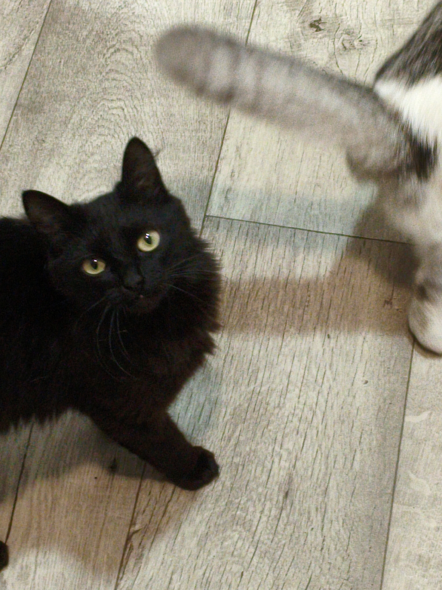 A black cat with yellow eyes is looking up at the camera. In the background, a gray and white cat's tail is visible. The cats are on a wooden floor. This image was taken in Orenburg, Russia.
