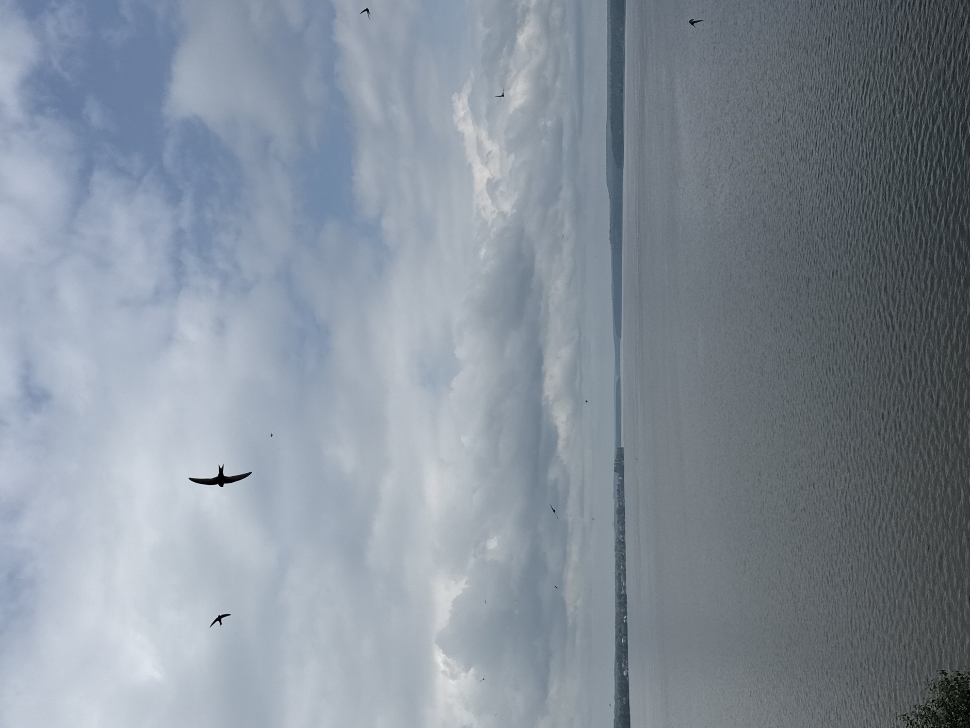 The image depicts a wide, calm body of water, likely a river or lake, with a tree-lined distant shore. The sky is overcast with patches of blue sky visible through the clouds. Several birds are silhouetted against the sky, in various positions, suggesting they are in flight. The scene is likely the Votkinskoye Reservoir, a large artificial lake located near the city of Votkinsk, Russia, known for its picturesque natural surroundings and recreational opportunities. The overall atmosphere is tranquil and natural.