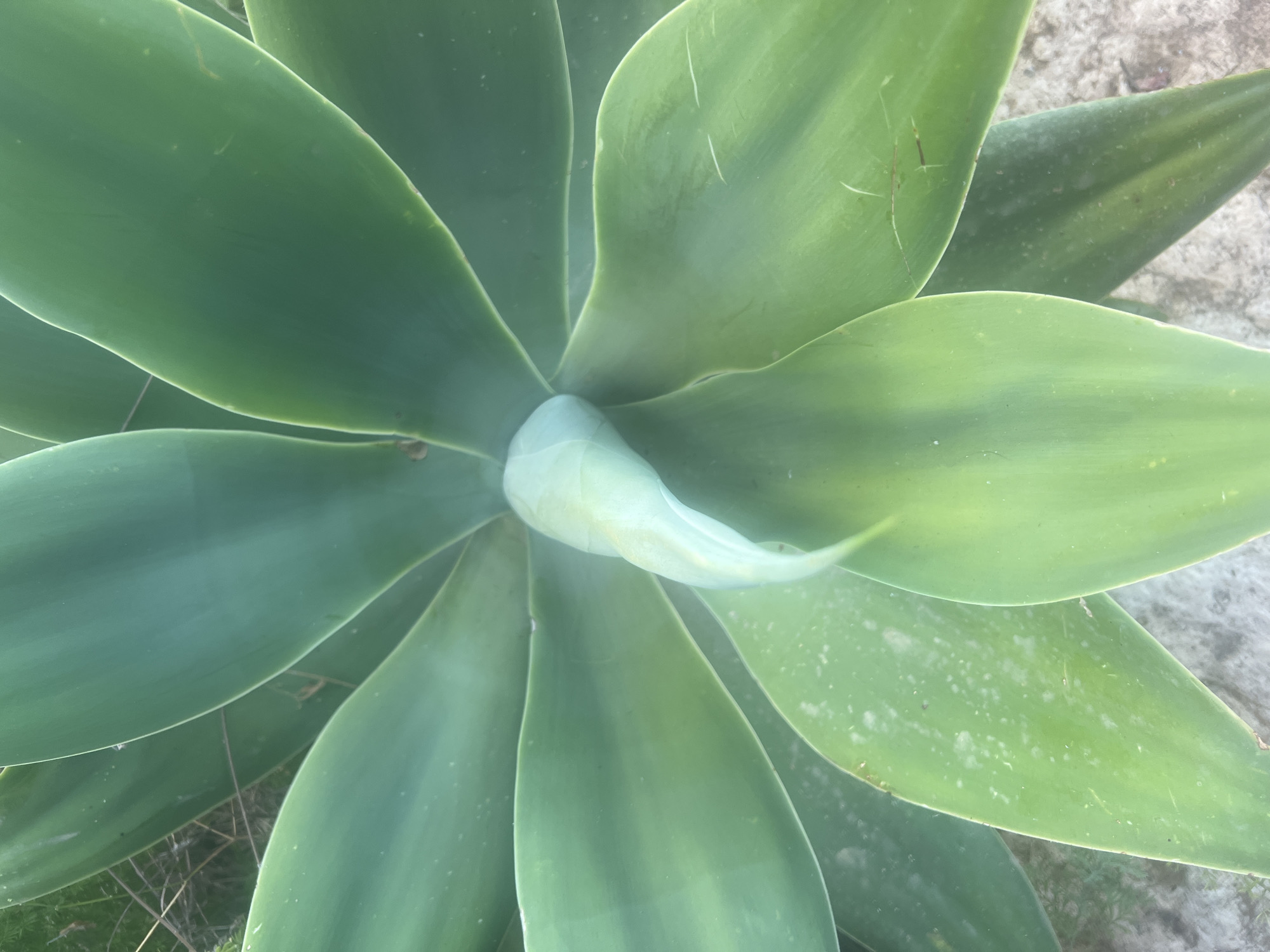 An overhead, close-up shot captures the central spiral of a large, green agave plant. The plant's thick, waxy leaves radiate outwards, with the newest growth at the center forming a pale, light green, tightly curled shoot. The leaves display a smooth, glossy texture and subtle variations in shade, from deep green to lighter, yellowish-green hues. Small, scattered white speckles are visible on the surface of some leaves, possibly dust or mineral deposits. The background shows hints of dry, light-colored soil and some dry, thin vegetation, suggesting an arid or semi-arid environment. The scene is devoid of any human presence or other living creatures. The natural light indicates it is daytime, likely under open sky. The image appears to be taken outdoors, in a garden or natural landscape setting. The location of Hof HaCarmel Regional Council, Israel, implies this plant is growing in a Mediterranean climate, characterized by dry summers and mild, wet winters, consistent with the visual cues of dry soil and vegetation.