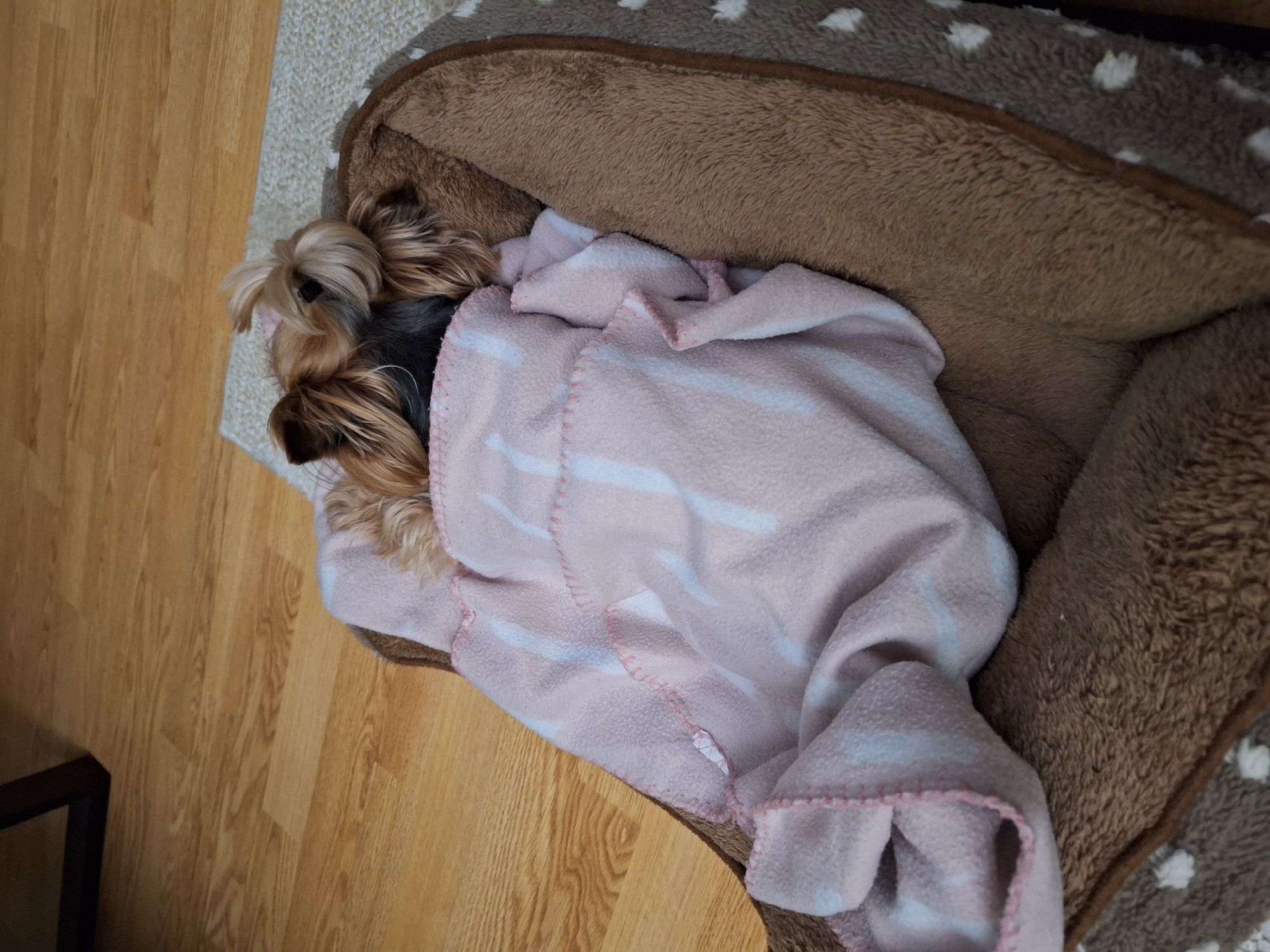 A small, long-haired Yorkshire Terrier dog is lying in a brown plush dog bed with white polka dots on the outer layer. The bed is on a beige rug placed on a light brown wooden floor. The dog is partially covered by a pink and white striped fleece blanket. Part of a dark brown table leg is visible in the lower left corner. The location is likely indoors but cannot be determined. There is no indication it is in Montana, Bulgaria.
