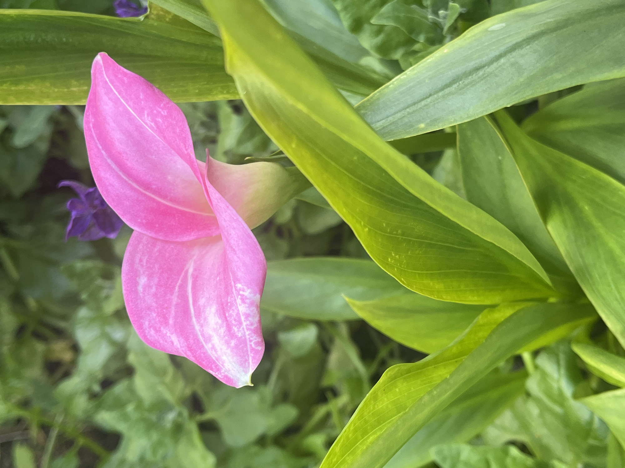 The image displays a close-up view of a vibrant pink flower with delicate white streaks, likely a Calla Lily, set against a lush green backdrop of leaves and foliage. In the upper portion of the image, out of focus, are hints of purple flowers. The lighting suggests an outdoor setting, possibly a garden, with diffused natural light. The focus is sharp on the flower and its immediate green leaves, with the background softly blurred, creating a bokeh effect. There is no indication of any specific location in Kaunas, Lithuania, or any people or actions.