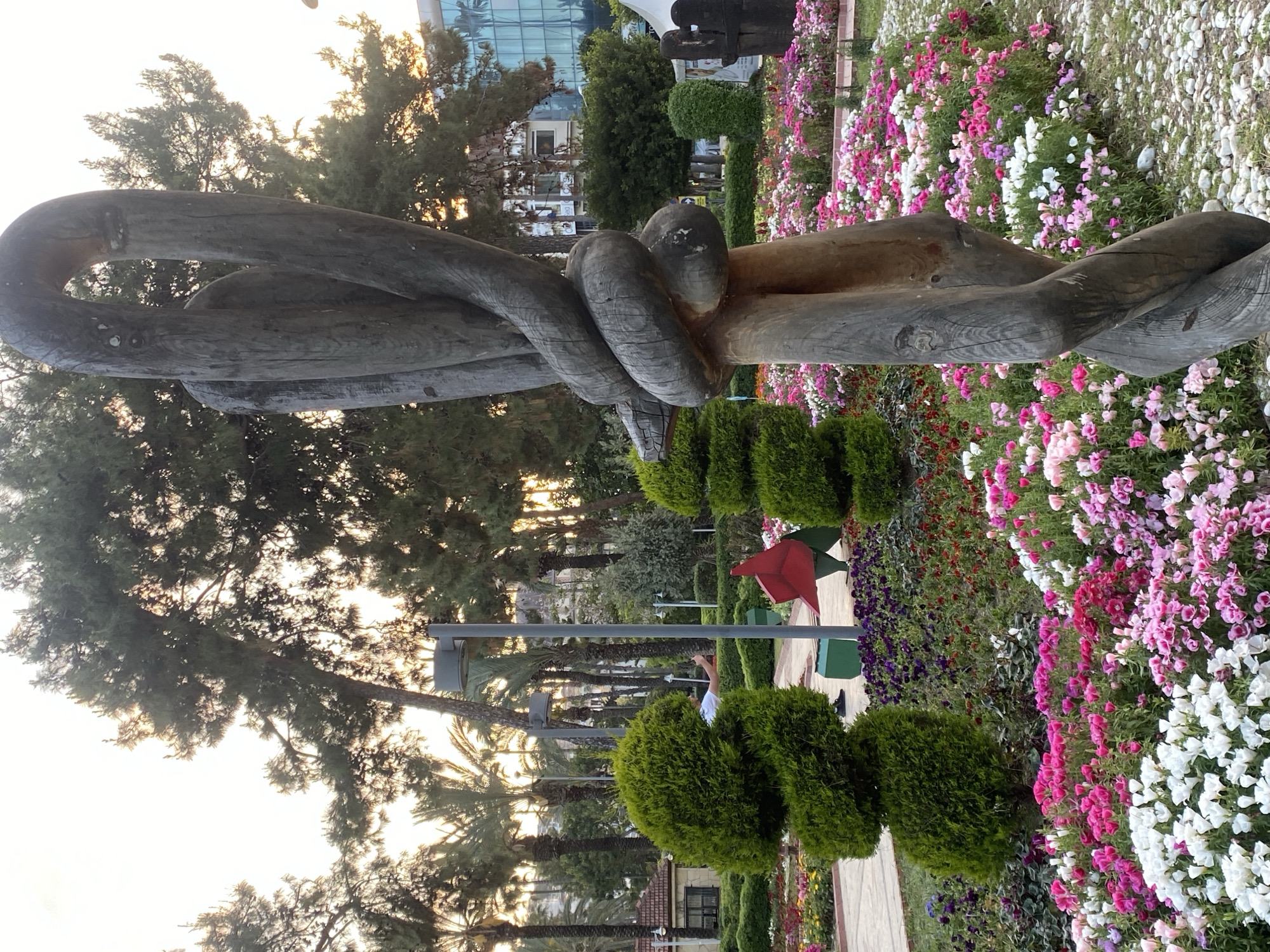 The image depicts a picturesque park or garden scene, likely in Alanya, Turkey, under the warm light of late afternoon or early evening. The main subject in the foreground and mid-ground is a large, dark wooden sculpture, intricately carved to resemble a complex, intertwined knot or abstract organic forms.
To the right of the sculpture, a vibrant flowerbed stretches across the scene, filled with an array of pink, white, and purple blossoms. Patches of light-colored pebbles are visible among the flowers. The background features a variety of trees, including tall coniferous trees and numerous palm trees, with the bright sky and setting sun filtering through their foliage.
A paved path winds through the garden, flanked by neatly trimmed green bushes, suggesting topiary work. In the mid-ground, a person, possibly a man wearing a white shirt, stands near a lamppost, appearing to observe or photograph the surroundings. A distinct red, abstract sculpture, resembling a large flower or folded form, is also visible near the path. In the far distance, modern buildings, one with reflective windows, are discernible. The overall ambiance is serene and inviting, characteristic of a well-maintained public garden. No visible text is present.
