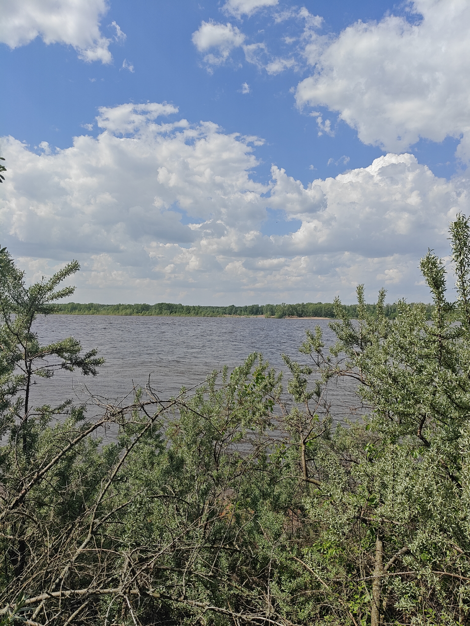 The image depicts a body of water, likely a river or lake, viewed through a foreground of dense vegetation. The water is calm with a slightly rippled surface, suggesting a gentle breeze. Across the water, a treeline indicates the opposite shore. The sky is bright blue with numerous fluffy white clouds. The vegetation in the foreground consists of bushes and trees with green leaves, some with silvery undersides. There are also bare branches visible among the foliage. The location is specified as Прикамский, Russia, but there are no clues in the picture to verify this. There are no people visible in the image.