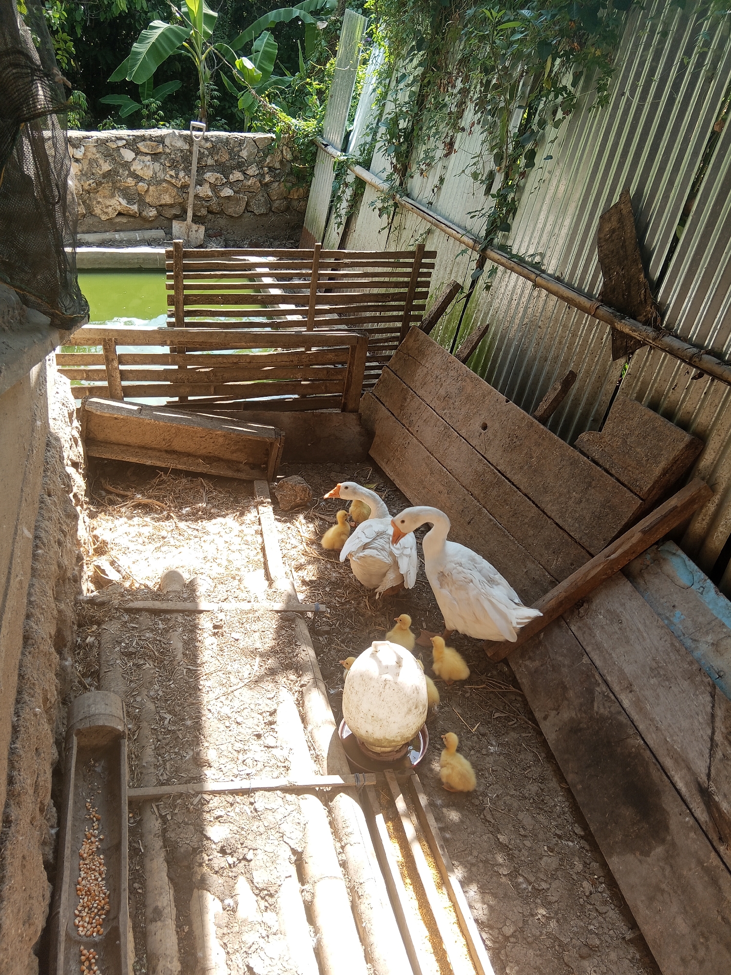 In a rustic enclosure within Makale, Indonesia, two adult white geese stand near a group of five fluffy yellow ducklings. The enclosure, constructed from weathered wood and corrugated metal, houses a shallow, murky green pool of water and various feeding troughs. One trough, made of hollowed wood, is partially filled with corn kernels. Sunlight dapples the dusty ground, illuminating the birds and the sparse straw bedding scattered throughout. The background reveals a stone wall bordering the enclosure, with lush green foliage suggesting a tropical environment. The scene captures a moment of domestic animal life in a rural setting.
