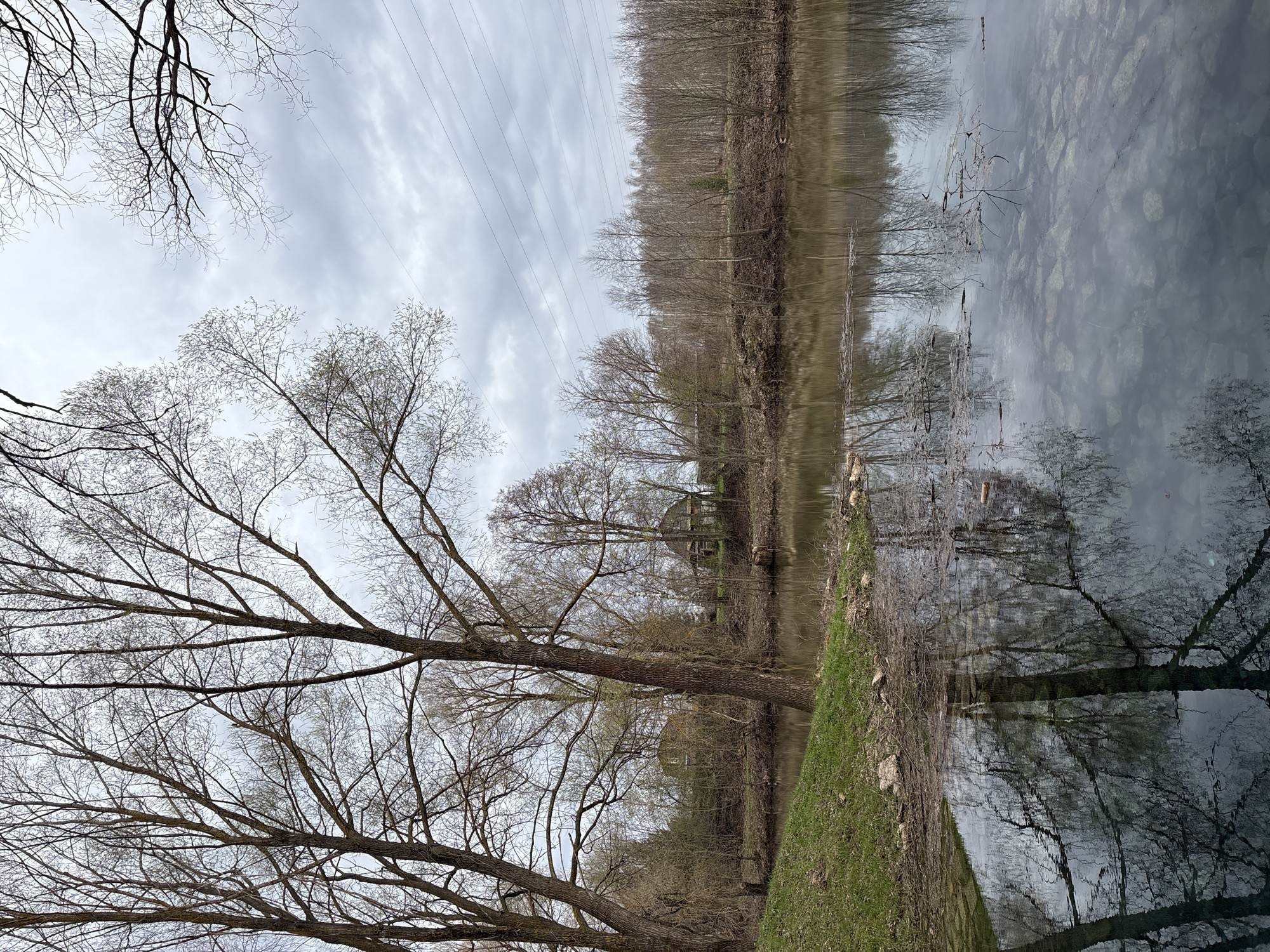 The image shows a reflective body of water, possibly a river or canal, bordered by trees and vegetation. The scene is likely near Sdt Shcherbakovka, Russia, though this cannot be definitively confirmed from the image alone. The sky is overcast and utility lines are visible. The trees along the bank appear to be mostly bare, suggesting a late autumn or early spring season. There is grass and some foliage along the near bank. The reflection in the water shows the sky, trees, and other elements of the landscape. The water's surface appears to have some ripples. Rocks are visible under the water. A building can be seen in the middle distance.