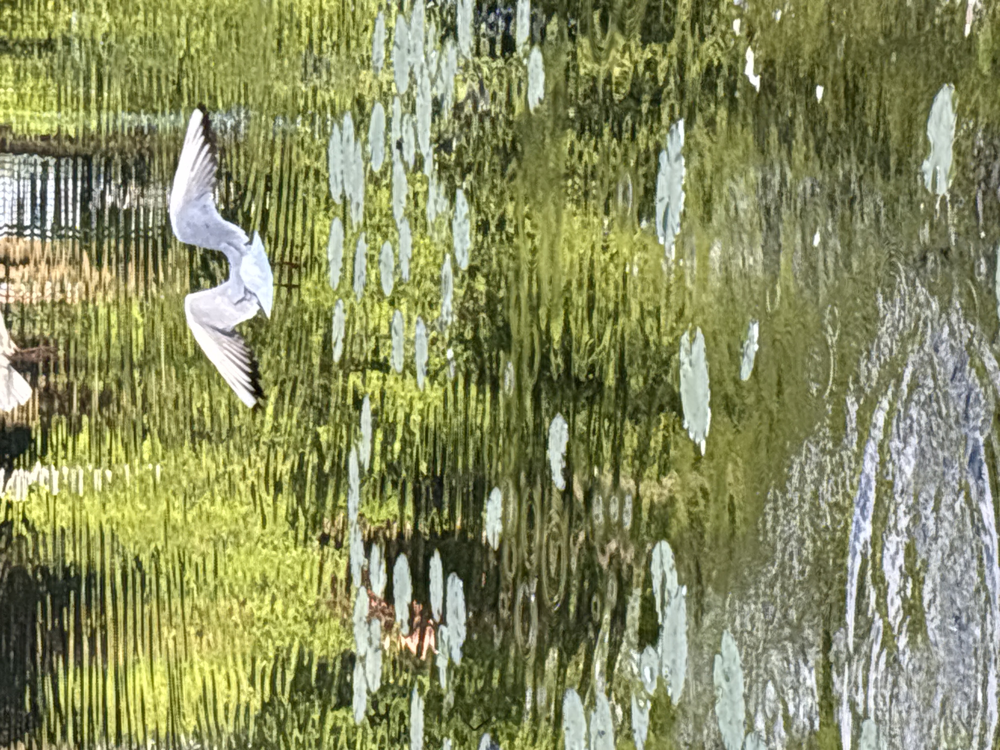 The image displays a vibrant, distorted reflection on a body of water, predominantly featuring shades of green and white. In the upper-left section, a white bird with prominent black markings on its wingtips is captured. Its reflection appears inverted, giving the impression of it flying downwards or being reflected upside down while in flight with outstretched wings. A partial reflection of another bird's wing is faintly visible on the far left.
The background is a highly distorted reflection of lush green foliage, appearing as vertical, streaky patterns across most of the frame. Numerous scattered white, oval-shaped patches are visible on the water's surface, likely reflections of light, clouds, or floating vegetation like water lilies. Towards the far left, behind the main bird, a dark, structured reflection, possibly of a fence or railing, is discernible.
The water's surface is active, creating ripples and significant distortions that warp the reflected scene into an abstract, painterly effect. The bright lighting suggests it is daytime. No text is visible. This scene evokes a natural or park-like setting, possibly along one of the canals or rivers in Saint Petersburg, Russia.