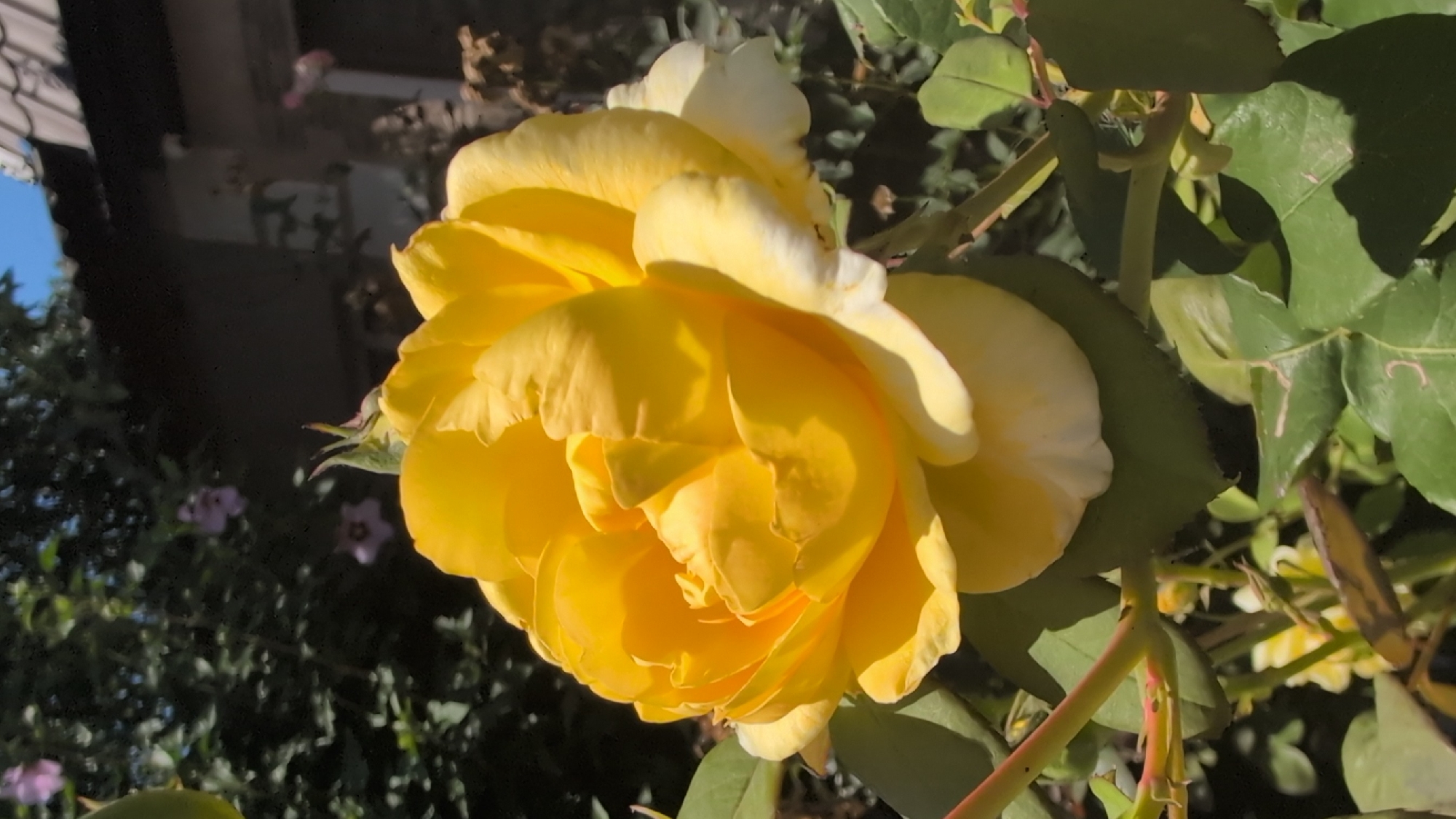 A bright yellow rose is in full bloom, its petals unfurling in layers. The rose is the central focus, set against a background of lush green foliage. In the upper right corner, a portion of a building's roof with gray shingles is visible, suggesting an outdoor setting, possibly a garden in Izmail, Ukraine. The lighting indicates it is daytime, with sunlight casting shadows on the leaves. There are no people or specific actions depicted in the scene.