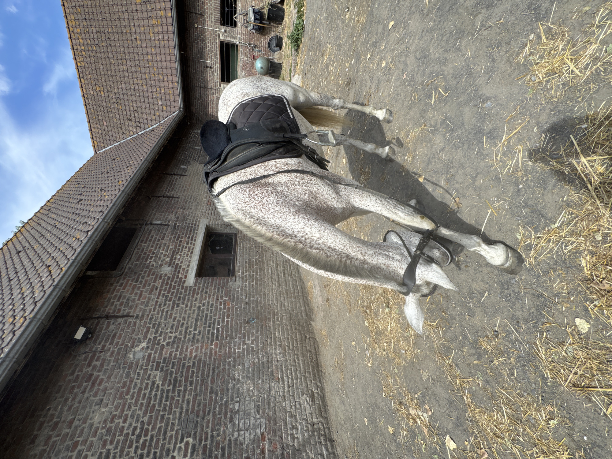 A dappled gray horse wearing a black saddle and bridle stands in a courtyard. The horse is bending its head down towards the ground. The courtyard is covered in dirt and straw. Behind the horse are brick buildings with tiled roofs. The sky above is blue with some white clouds. The location is the exterior of a stable at a farm in Estaimpuis, Belgium.