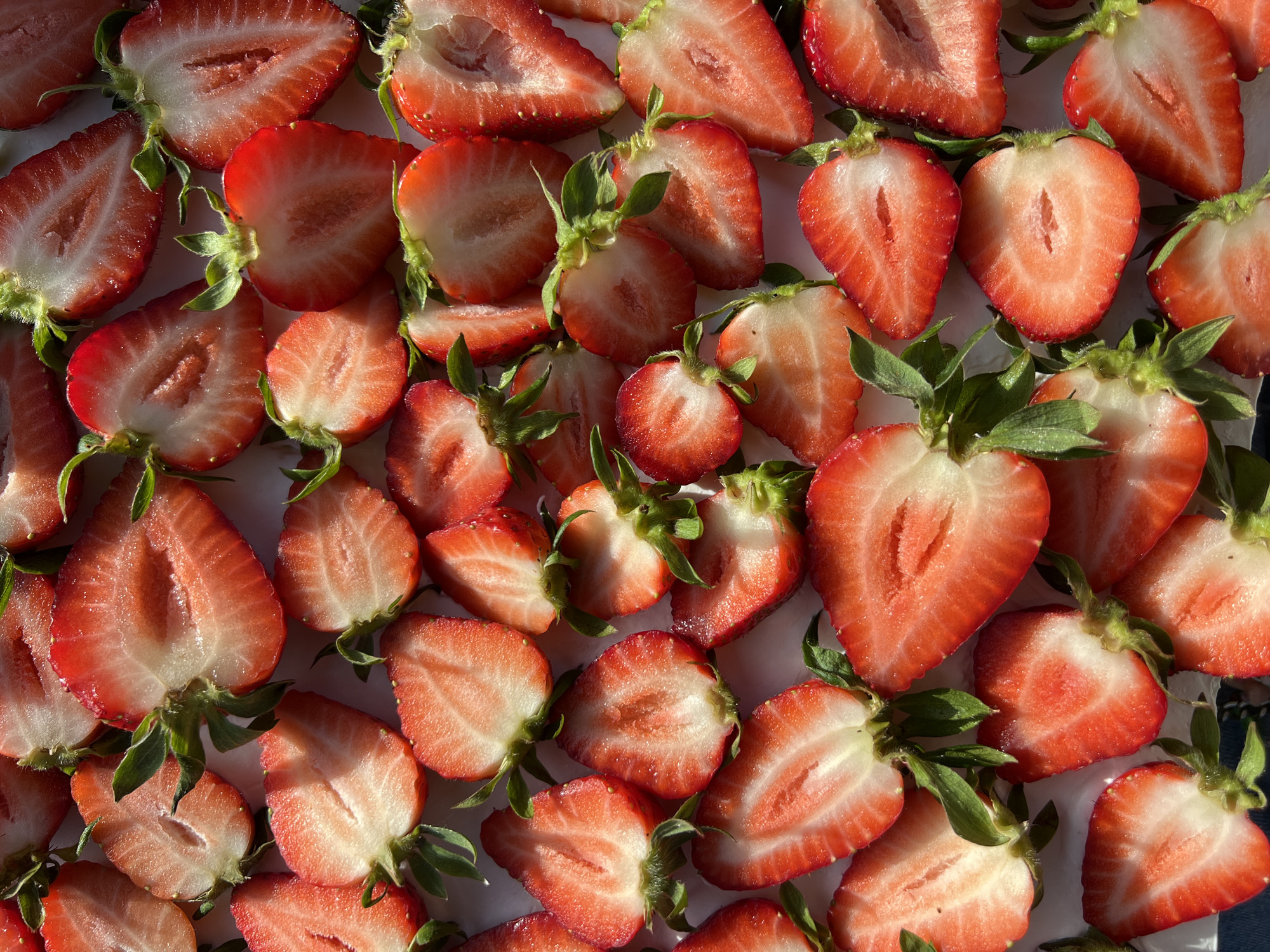 The image shows a close-up, overhead view of numerous halved strawberries arranged on a surface. The strawberries are cut in half, revealing their red flesh with white centers. Most have their green stems and leaves still attached. The light suggests a sunny day or strong artificial lighting, casting shadows across the fruit. The background is a plain white, possibly a plate or table. The location is not discernible from the image itself; there is no information available to indicate that the image was taken in the city of Palilula Urban Municipality, Serbia. The scene contains only fruit, with no people or interactions visible.