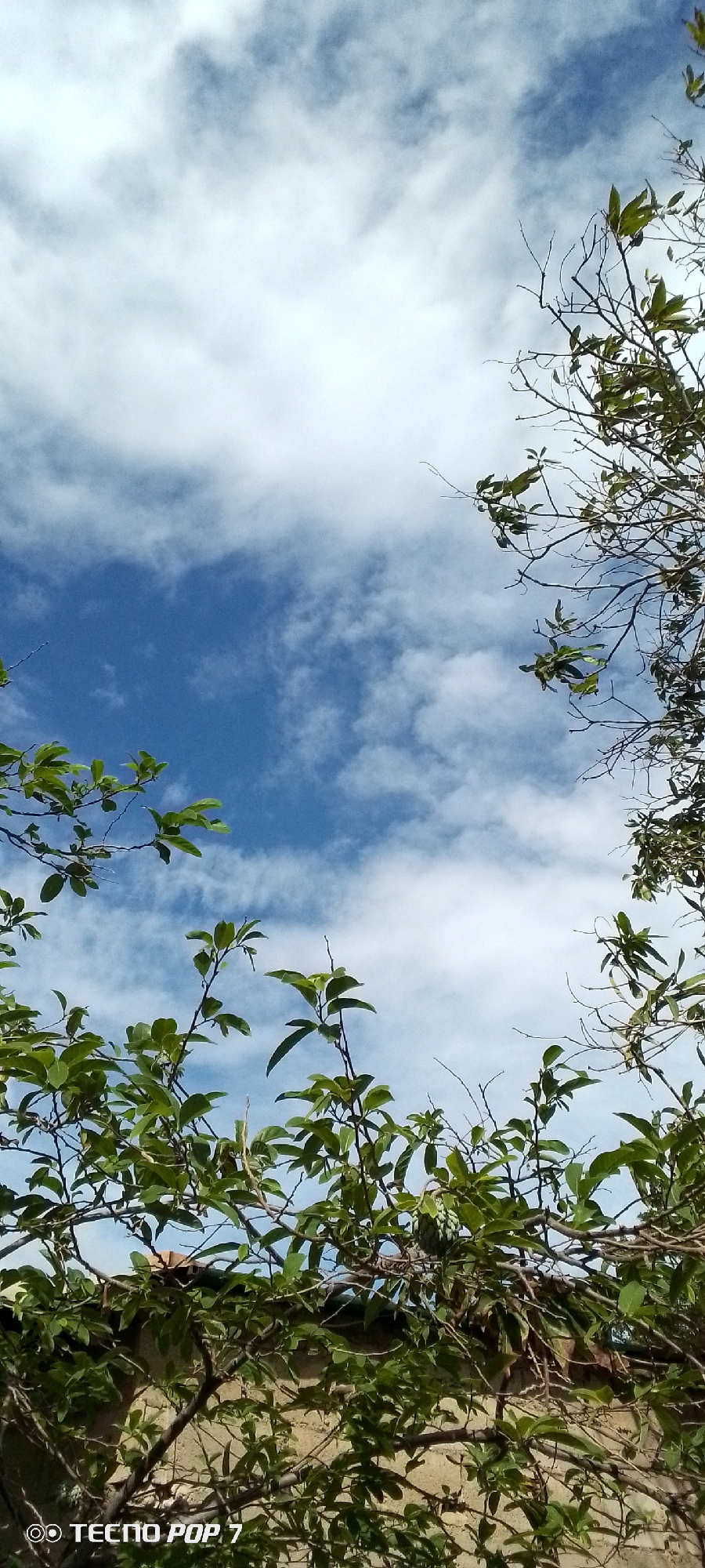 A vertical, outdoor, eye-level shot captures a clear blue sky with scattered white clouds from a low-angle perspective. Lush green foliage and bare branches of trees frame the sky from the bottom and right edges of the image. A textured, light-colored wall or fence is visible at the very bottom of the frame, partially obscured by the plants. The bottom left corner of the image contains a watermark reading "TECNO POP 7". The scene appears to be a natural outdoor environment, possibly a garden or park.