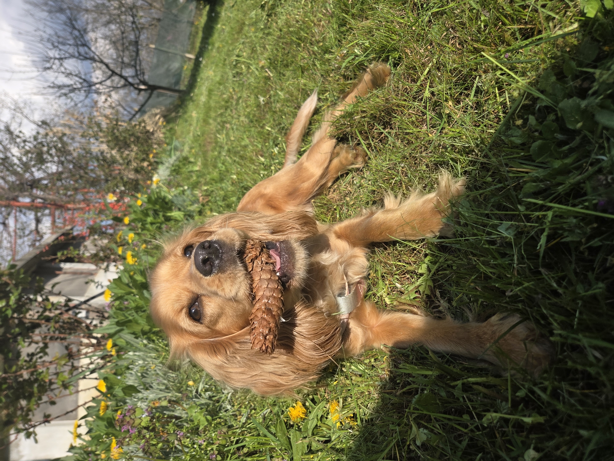 A golden-colored Cocker Spaniel dog is lying on its back in a grassy yard. The dog is holding a pine cone in its mouth. The grass has scattered yellow flowers and other plants. In the background, there are trees and a glimpse of a fence or structure. The location is presumably in Balabansko, Bulgaria.