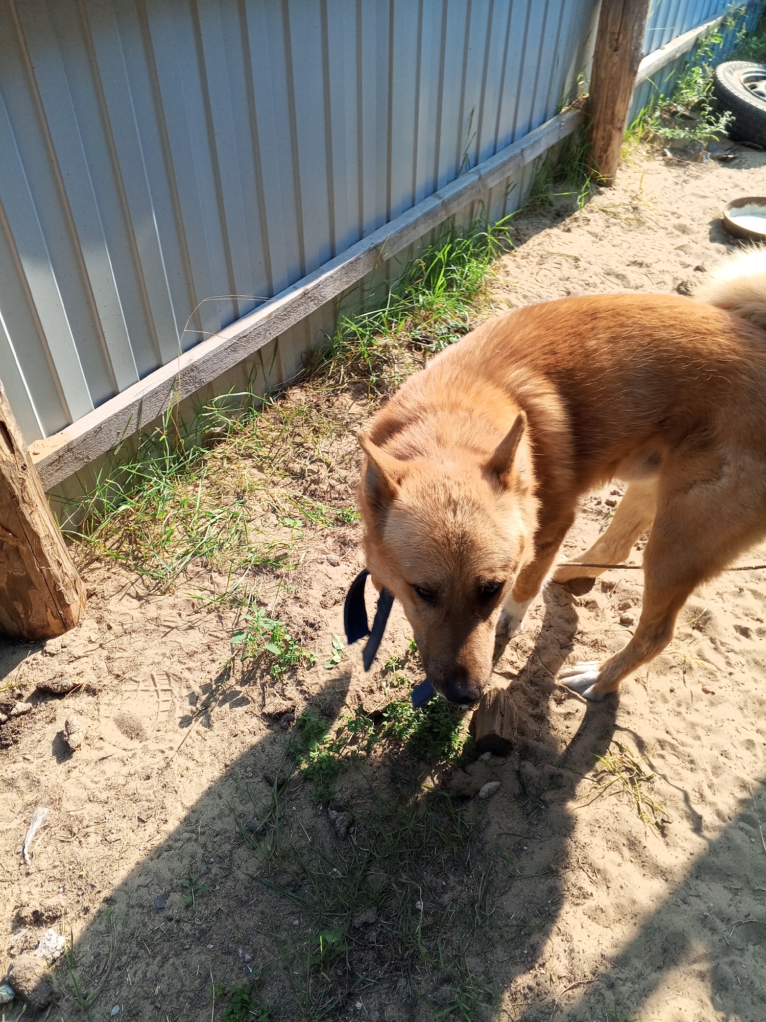 A medium-sized, light brown dog with upright ears is standing on sandy ground near a light grey corrugated metal fence. The dog is wearing a black collar and is looking down towards the ground. Green grass grows in patches around the dog and along the base of the fence. In the background, there is a wooden post, some more grass, and a discarded tire. Sunlight casts shadows across the ground. The scene appears to be outdoors in a rural or semi-rural setting. The location is Vilyuysk, Russia.