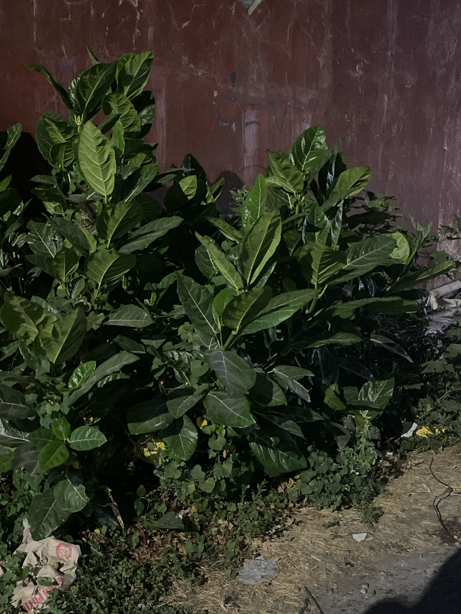 A dense green bush with large, broad leaves stands against a dark reddish-brown wall. The foliage fills most of the frame, with shadows obscuring details in the interior of the bush. The ground in front of the bush is covered with dry grass and dirt, with some scattered litter, including a crumpled plastic bag. To the right of the bush, some white material, possibly construction debris, is visible. The lighting suggests it is nighttime or a poorly lit area.