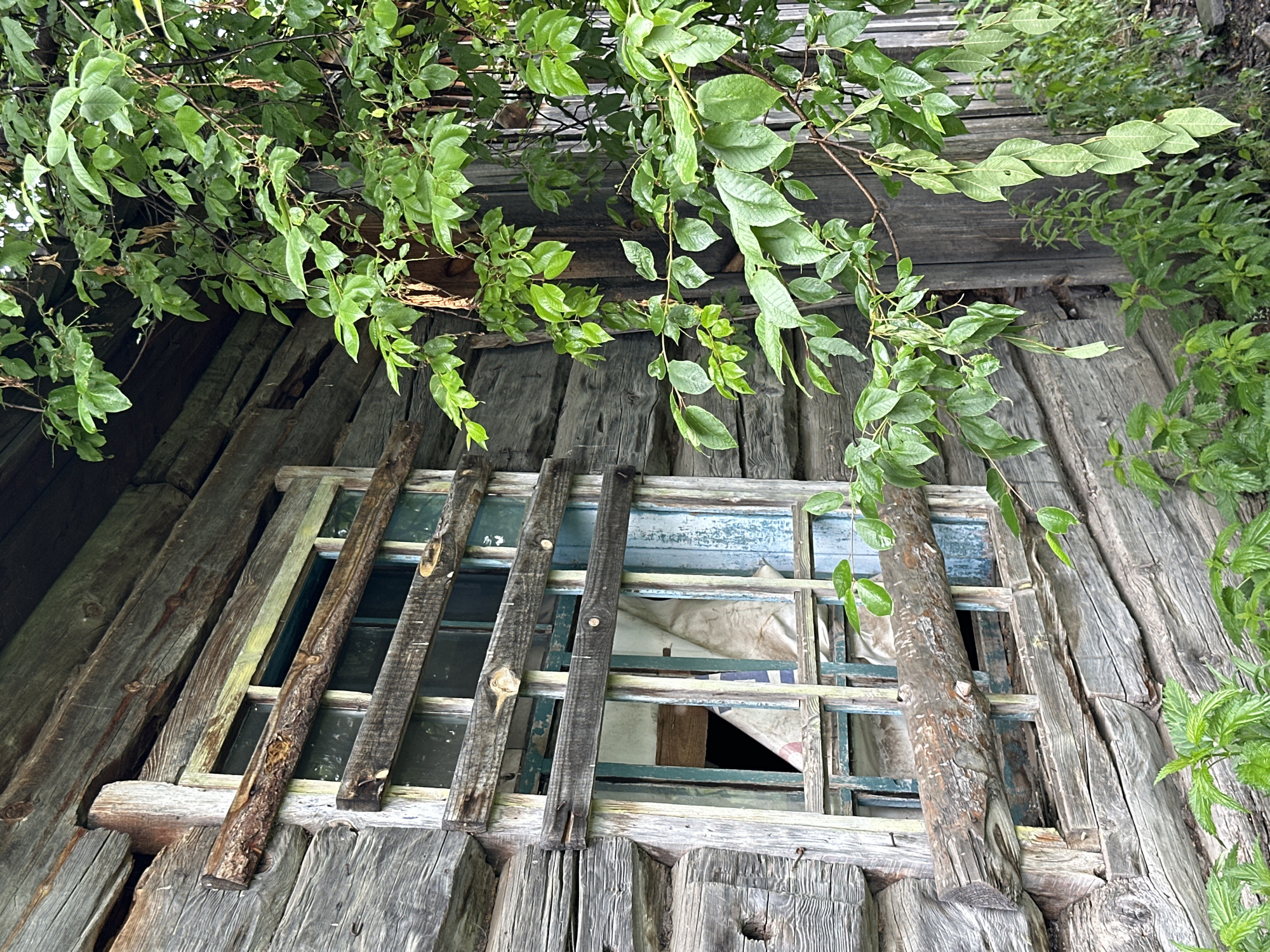 This is a close-up, eye-level, outdoor, daylight, vertical shot of a dilapidated wooden building with overgrowth. The building's logs are weathered and gray, with visible texture and grain. A window frame, also made of weathered wood, is partially boarded up with rough logs and planks. The glass panes of the window are either broken or missing, and a crumpled white sheet is visible inside. Lush green foliage, with leaves of varying sizes and shapes, drapes over the right side of the building and in the foreground, suggesting neglect and the passage of time. The overall impression is one of abandonment and natural reclamation. The scene is not specifically identifiable as being in Abzakovo, Russia, without further contextual information. There are no people or animals present in the image.