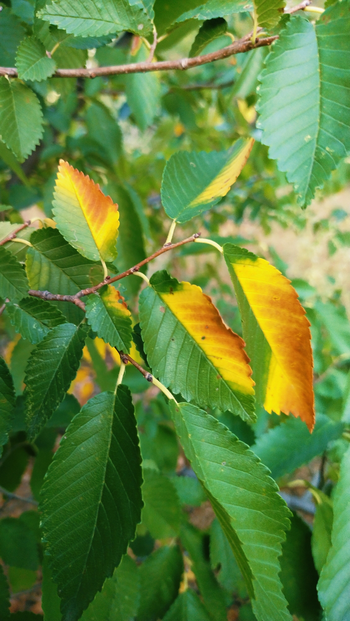A close-up, eye-level, outdoor, vertical, medium shot captures a branch with several leaves of a tree exhibiting signs of autumn color change. The leaves are predominantly green, but several display a gradient of yellow to a rusty orange at their edges and tips. The leaves are serrated and have prominent veins. A brown branch with small buds is visible, running diagonally across the upper portion of the frame. The background is softly blurred, showing more green foliage and what appears to be a lighter-colored ground or surface. The lighting suggests it is daytime, possibly late afternoon given the warm tones on the leaves. The image was taken in Horishni Plavni, Ukraine. There are no people or animals present.