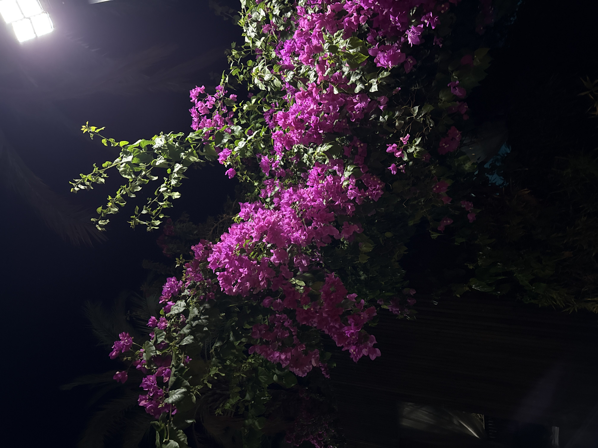 In Bodrum, Turkey, at night, bougainvillea flowers in vibrant shades of magenta and pink are illuminated by artificial light. The flowers are abundant, cascading from branches that hang over what appears to be a dark, vertical structure, possibly a wall or fence. In the upper right corner of the image, a bright, square LED light fixture is visible, casting a cool, white light downwards, highlighting the foliage and flowers. The background is dominated by deep shadows, with faint outlines of palm fronds suggesting a tropical or subtropical setting. The overall scene is one of natural beauty amplified by man-made illumination in an urban environment.