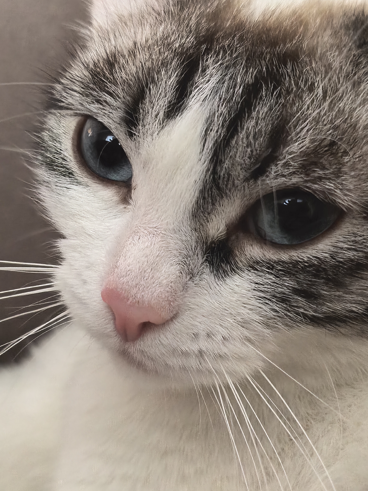 A tightly cropped, high-detail close-up shot captures the face of a cat with striking blue eyes. The cat's fur displays a mix of white and gray tabby patterns, with individual hairs clearly visible, emphasizing the texture around its eyes and nose. Both of the cat's wide, intense blue eyes show distinct reflections of light, suggesting an indoor setting with artificial or soft natural lighting. The reflection in the left eye (from the viewer's perspective) is particularly prominent, possibly indicating a window or bright light source.
The cat's pink nose is centrally featured, appearing soft and slightly moist. Numerous long, white whiskers extend prominently outwards from its muzzle. The cat's head is slightly tilted, and its gaze is directed gently towards the left, conveying an expression of curiosity or contemplation. The background is softly blurred and out of focus, presenting a neutral light brown or gray tone, which further isolates the cat's face and suggests a shallow depth of field. No specific location cues, time of day, or weather details are discernible, other than the implied indoor setting. There is no visible text in the image.