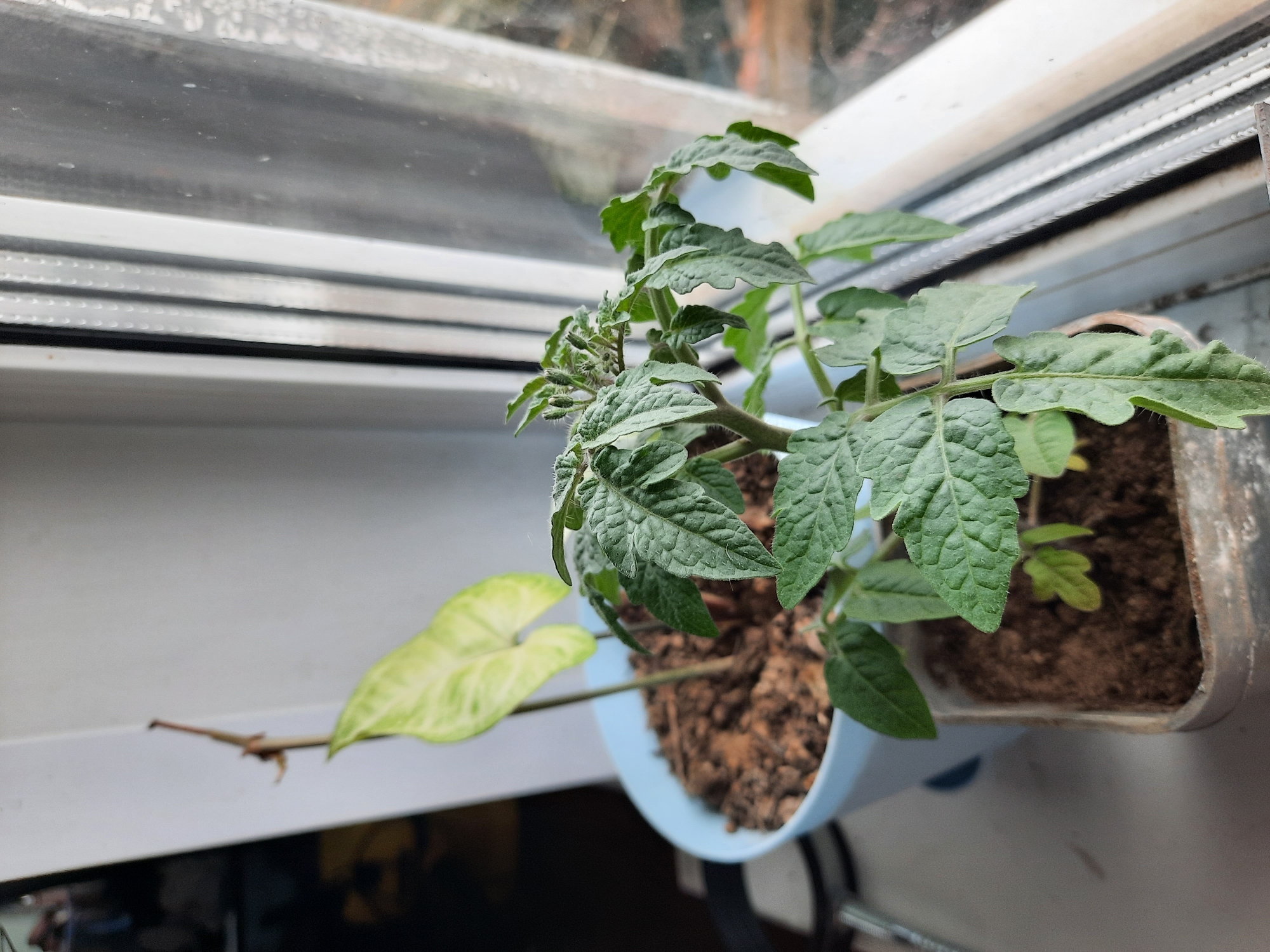 A close-up, high-angle shot shows a tomato plant growing in a light blue pot placed on a windowsill. The window frame is visible, revealing a multiple-layered design. The plant features numerous green leaves with serrated edges, and some immature flower buds are visible at the top. The soil in the pot appears dry. A thin, light green-and-yellow leaf of a different plant extends from the pot towards the left side of the frame. The background is out of focus, showing a glimpse of an undefined outdoor area. The location is Krasnogorskoye, Russia.