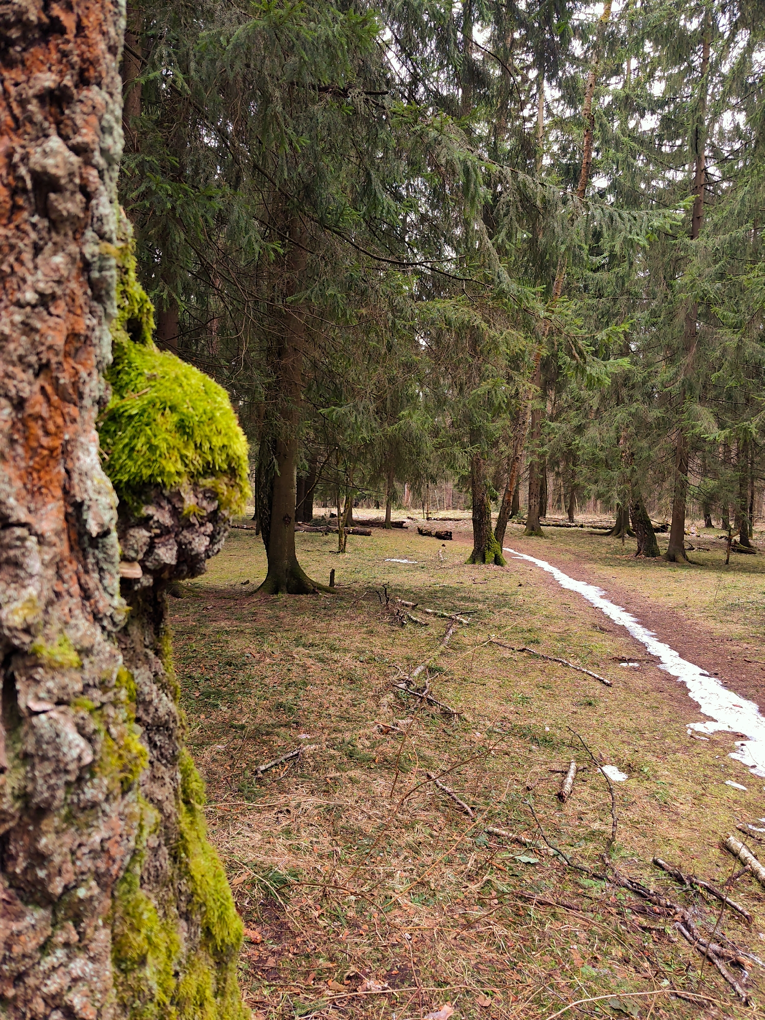 The image depicts a forest scene, likely located in a temperate or boreal climate. A path runs through the center of the frame, with patches of remaining snow along its edge. The forest floor is covered with dry grass, twigs, and fallen branches. Several coniferous trees are visible, with dense green foliage. In the foreground, a tree trunk covered with moss is prominently displayed on the left side of the frame. The location is Kratovo, Russia. There are no people visible in the image.