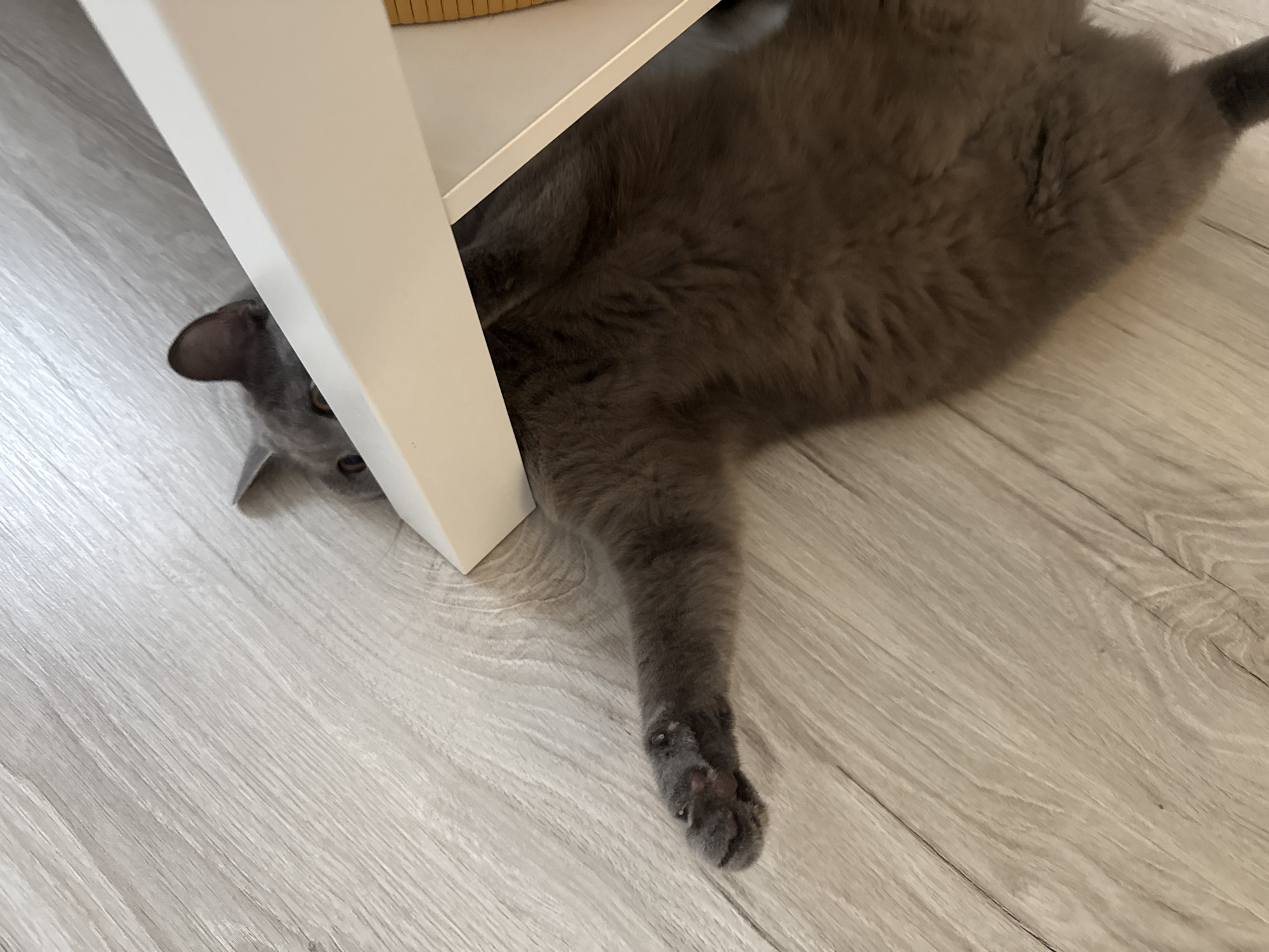 A gray cat is lying on its back on a light-colored wooden floor, partially under a white shelf. The cat's belly and legs are visible, with one paw extended towards the camera. The cat's head is turned to the left, with its ears visible and eyes looking downwards. The shelf is white and has a vertical support on the left side of the image. The floor has a wood grain pattern. The scene appears to be indoors, possibly in a home in Zielona Góra, Poland. There is no visible text or indication of the time of day or weather. The cat's relaxed posture suggests it is comfortable.