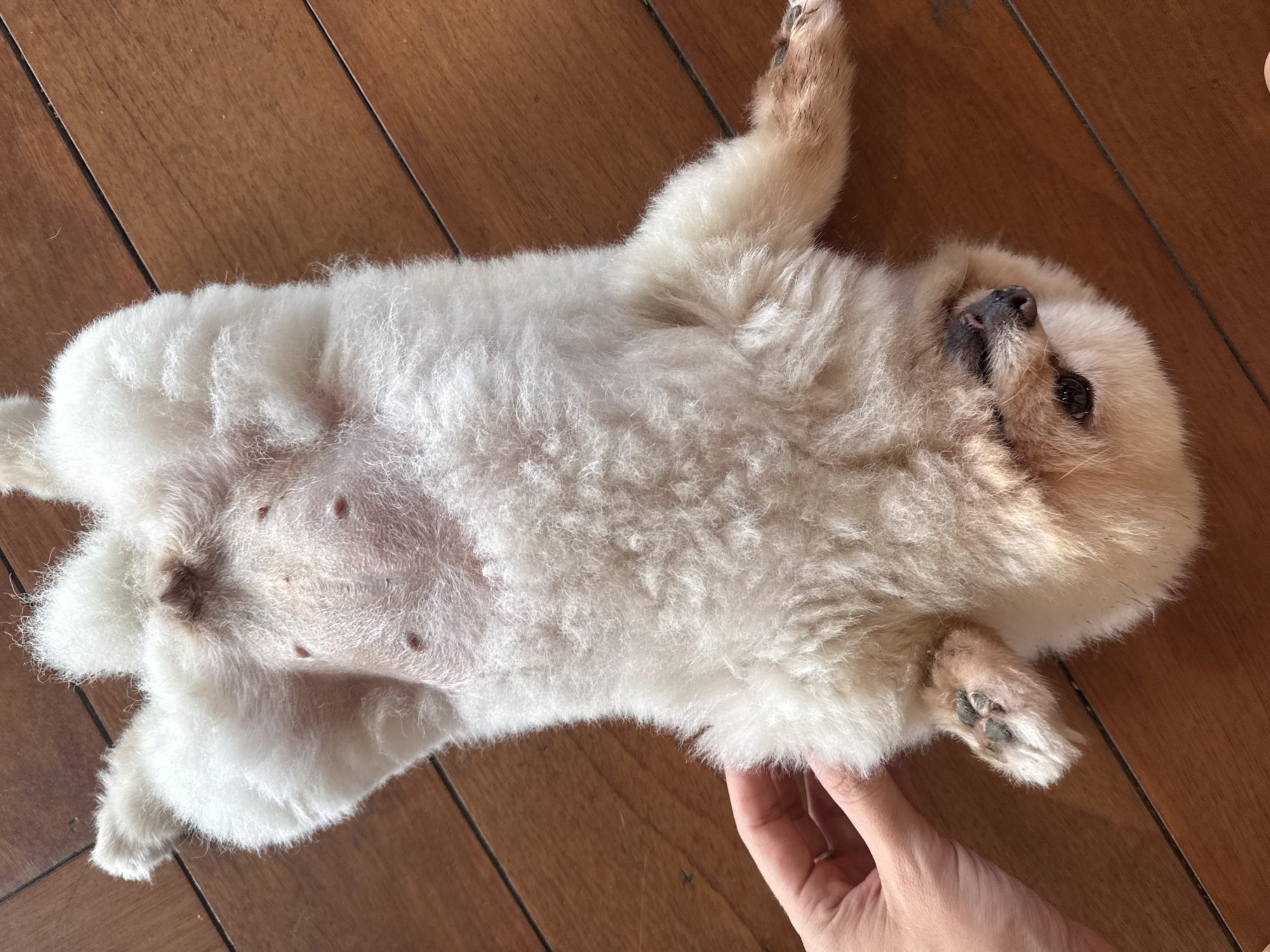 A white, fluffy dog is lying on its back on a wooden floor. Its belly is visible. A hand is gently touching one of its paws. The location is likely indoors, possibly in Đà Nẵng, Vietnam.