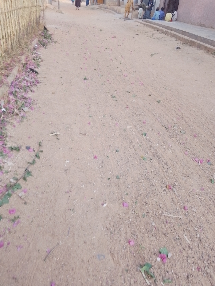 A sandy road stretches into the distance, lightly littered with fallen pink bougainvillea flowers and green leaves. A woven fence borders the left, and a curb runs along the right. In the background, a small group of people sits or stands outside a building. More people are visible further up the road. The overall impression is one of a rural or village scene.