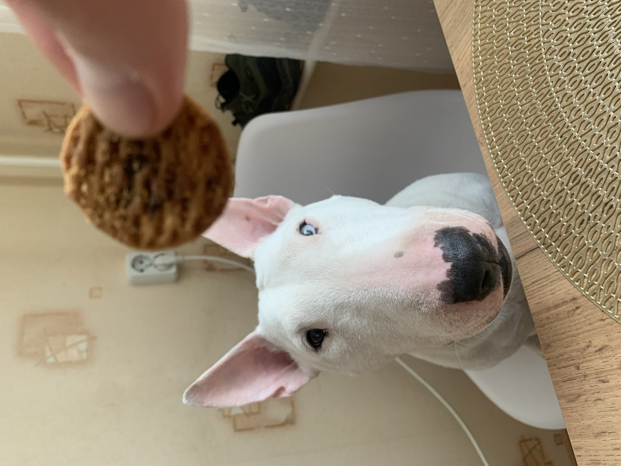 A pale-skinned hand presents a cookie to a white bull terrier in an indoor setting. The dog sits on a white chair beside a brown wooden table with a woven placemat. The room has light-colored wallpaper with faint markings and an electrical outlet. In the background, clothing or fabric is visible on a shelf or surface. The precise location is Chaikovsky, Russia.