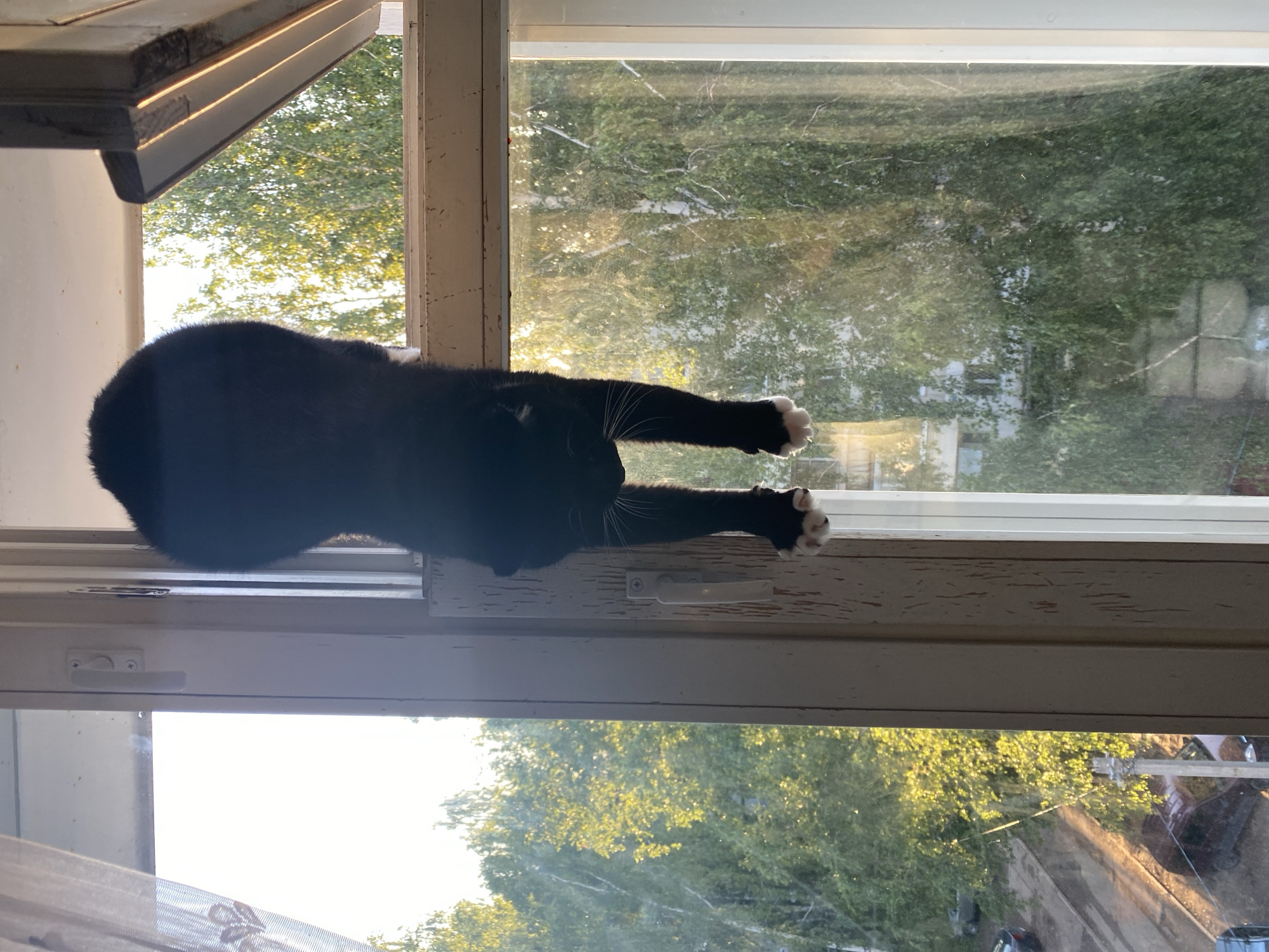 A black cat with white paws is hanging upside down from a window frame, with its hind legs extended downwards. The cat's body is mostly obscured, but its white paws are clearly visible. The window looks out onto a scene of trees and buildings, suggesting an urban environment. The lighting suggests it is daytime, possibly late afternoon, given the warm glow of the sun. This image appears to have been taken in Chaikovsky, Russia, as indicated by the prompt.