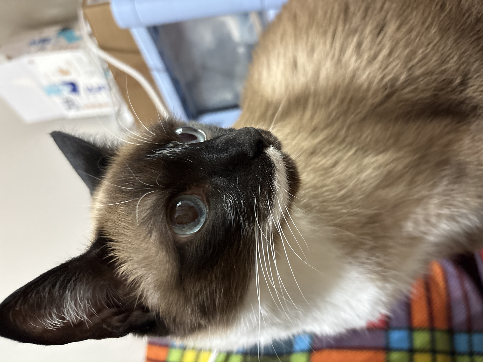 A close-up, high-angle shot features a Siamese cat. The cat has a light-colored body with dark brown points on its face, ears, and nose. Its eyes are a striking blue. White whiskers extend from its face. The cat is positioned at an angle, looking upwards. Behind the cat, out of focus, are indeterminate items, including a blue container and a white box with blue text. The cat rests on a colorful plaid blanket. The location is not identifiable as Izhevsk, Russia from the provided image.